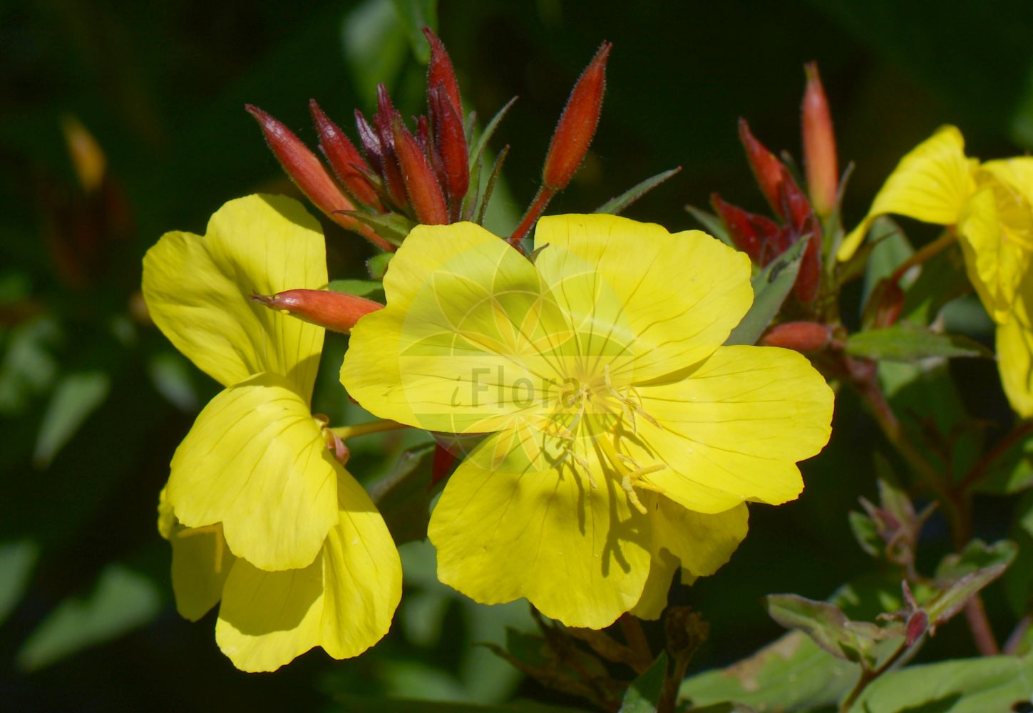 Foto von Oenothera fruticosa subsp. tetragona. Das Bild zeigt Blatt und Bluete. Das Foto wurde in Kiel, Schleswig-Holstein, Deutschland aufgenommen. ---- Photo of Oenothera fruticosa subsp. tetragona. The image is showing leaf and flower. The picture was taken in Kiel, Schleswig-Holstein, Germany.(Oenothera fruticosa subsp. tetragona,Oenothera tetragona,Oenothera,Nachtkerze,Evening-primroses,Onagraceae,Nachtkerzengewächse,Evening Primrose family,Blatt,Bluete,leaf,flower)