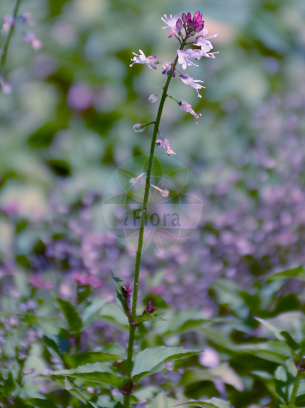 Foto von Circaea lutetiana (Gewöhnliches Hexenkraut - Enchanter's-nightshade). Das Foto wurde in Mainz, Rheinland-Pfalz, Deutschland aufgenommen. ---- Photo of Circaea lutetiana (Gewöhnliches Hexenkraut - Enchanter's-nightshade). The picture was taken in Mainz, Rhineland-Palatinate, Germany.(Circaea lutetiana,Gewöhnliches Hexenkraut,Enchanter's-nightshade,Circaea lutetiana,Gewoehnliches Hexenkraut,Grosses Hexenkraut,Wald-Hexenkraut,Enchanter's-nightshade,Broadleaf Enchanter's Nightshade,Circaea,Hexenkraut,Enchanter's Nightshade,Onagraceae,Nachtkerzengewächse,Evening Primrose family)