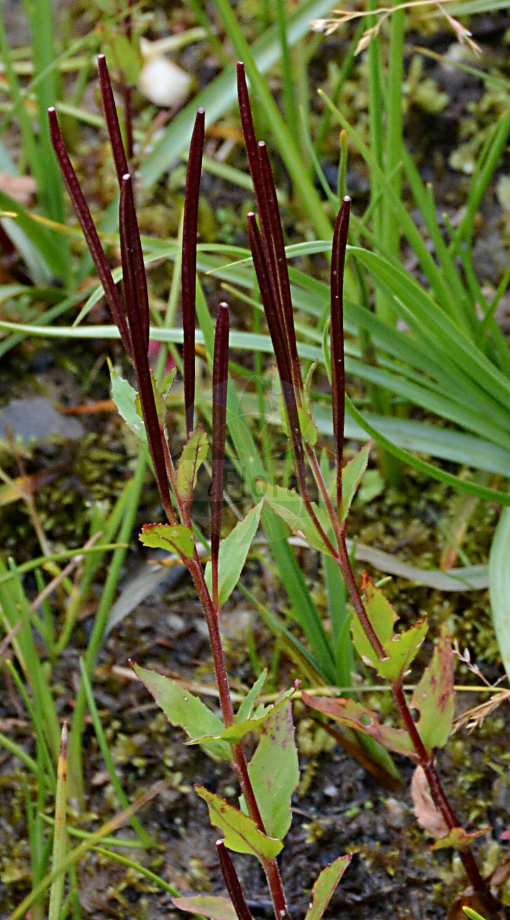 Foto von Epilobium alsinifolium (Mierenblättriges Weidenröschen - Chickweed Willowherb). Das Foto wurde in Schynige Platte, Interlaken, Bern, Schweiz aufgenommen. ---- Photo of Epilobium alsinifolium (Mierenblättriges Weidenröschen - Chickweed Willowherb). The picture was taken in Schynige Platte, Interlaken, Bern, Switzerland.(Epilobium alsinifolium,Mierenblättriges Weidenröschen,Chickweed Willowherb,Epilobium alsinifolium,Epilobium origanifolium,Mierenblaettriges Weidenroeschen,Mieren-Weidenroeschen,Chickweed Willowherb,Epilobium,Weidenröschen,Willowherb,Onagraceae,Nachtkerzengewächse,Evening Primrose family)