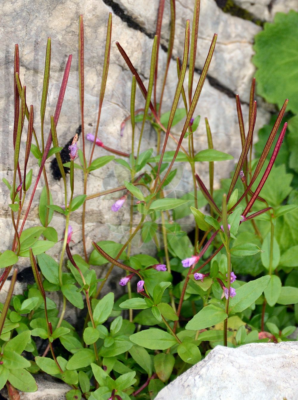 Foto von Epilobium anagallidifolium (Gauchheilblättriges Weidenröschen - Alpine Willowherb). Das Foto wurde in La Rambertina, Waadt, Schweiz aufgenommen. ---- Photo of Epilobium anagallidifolium (Gauchheilblättriges Weidenröschen - Alpine Willowherb). The picture was taken in La Rambertina, Vaud, Switzerland.(Epilobium anagallidifolium,Gauchheilblättriges Weidenröschen,Alpine Willowherb,Epilobium anagallidifolium,Gauchheilblaettriges Weidenroeschen,Alpen-Weidenroeschen,Alpine Willowherb,Pimpernel Willowherb,Pimpernel-leaved Willowherb,Epilobium,Weidenröschen,Willowherb,Onagraceae,Nachtkerzengewächse,Evening Primrose family)