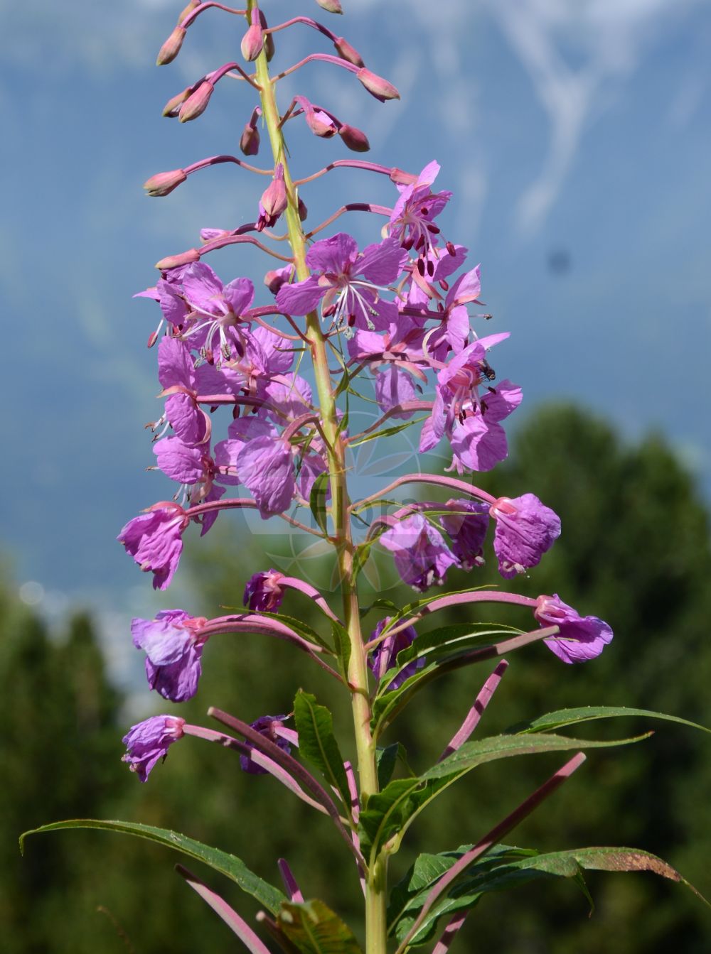 Foto von Epilobium angustifolium (Schmalblättriges Weidenröschen - Rosebay Willowherb). Das Foto wurde in Patscherkofel, Innsbruck, Tirol, Österreich aufgenommen. ---- Photo of Epilobium angustifolium (Schmalblättriges Weidenröschen - Rosebay Willowherb). The picture was taken in Patscherkofel, Innsbruck, Tyrol, Austria.(Epilobium angustifolium,Schmalblättriges Weidenröschen,Rosebay Willowherb,Chamaenerion angustifolium,Chamerion angustifolium,Epilobium angustifolium,Epilobium spicatum,Schmalblaettriges Weidenroeschen,Schmalblatt-Weidenroeschen,Waldschlag-Weidenroeschen,Wald-Weidenroeschen,Rosebay Willowherb,Rosemary Willowherb,Fireweed,Epilobium,Weidenröschen,Willowherb,Onagraceae,Nachtkerzengewächse,Evening Primrose family)