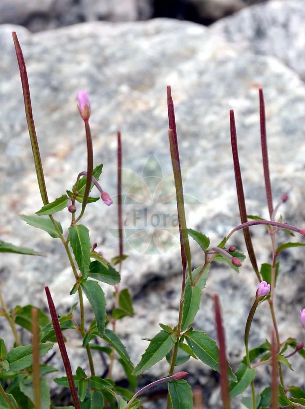 Foto von Epilobium collinum (Hügel-Weidenröschen - Hill Willowherb). Das Foto wurde in Schynige Platte, Interlaken, Bern, Schweiz aufgenommen. ---- Photo of Epilobium collinum (Hügel-Weidenröschen - Hill Willowherb). The picture was taken in Schynige Platte, Interlaken, Bern, Switzerland.(Epilobium collinum,Hügel-Weidenröschen,Hill Willowherb,Epilobium carpetanum,Epilobium collinum,Epilobium montanum subsp. collinum,Huegel-Weidenroeschen,Hill Willowherb,Epilobium,Weidenröschen,Willowherb,Onagraceae,Nachtkerzengewächse,Evening Primrose family)
