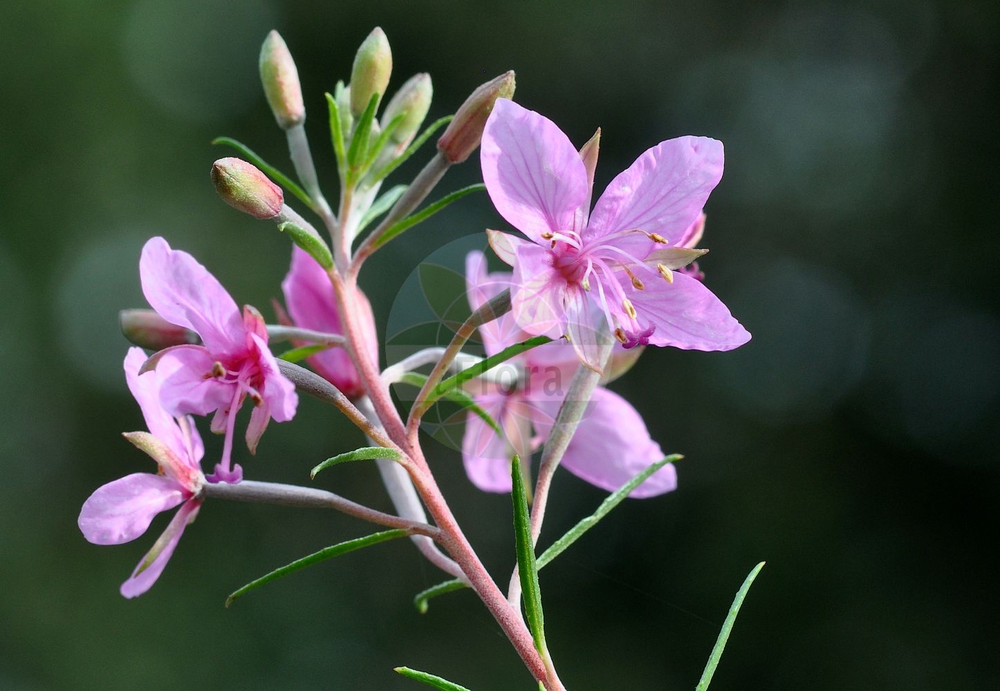 Foto von Epilobium dodonaei (Rosmarin-Weidenröschen - Rosemary Willowherb). Das Foto wurde in Göttingen, Niedersachsen, Deutschland aufgenommen. ---- Photo of Epilobium dodonaei (Rosmarin-Weidenröschen - Rosemary Willowherb). The picture was taken in Goettingen, Lower Saxony, Germany.(Epilobium dodonaei,Rosmarin-Weidenröschen,Rosemary Willowherb,Chamaenerion angustissimum,Chamaenerion dodonaei,Chamaenerion rosmarinifolium,Chamerion dodonaei,Epilobium angustissimum,Epilobium dodonaei,Epilobium rosmarinifolium,Rosmarin-Weidenroeschen,Dodonaeus-Weidenroeschen,Sand-Weidenroeschen,Rosemary Willowherb,Epilobium,Weidenröschen,Willowherb,Onagraceae,Nachtkerzengewächse,Evening Primrose family)