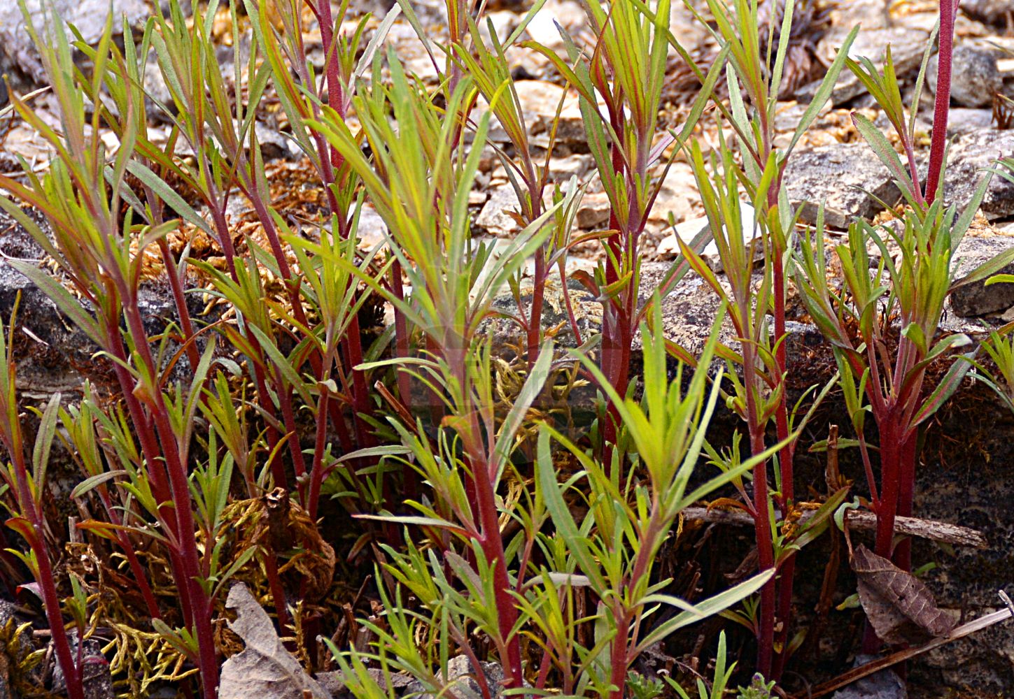 Foto von Epilobium dodonaei (Rosmarin-Weidenröschen - Rosemary Willowherb). Das Foto wurde in Marburg, Hessen, Deutschland aufgenommen. ---- Photo of Epilobium dodonaei (Rosmarin-Weidenröschen - Rosemary Willowherb). The picture was taken in Marburg, Hesse, Germany.(Epilobium dodonaei,Rosmarin-Weidenröschen,Rosemary Willowherb,Chamaenerion angustissimum,Chamaenerion dodonaei,Chamaenerion rosmarinifolium,Chamerion dodonaei,Epilobium angustissimum,Epilobium dodonaei,Epilobium rosmarinifolium,Rosmarin-Weidenroeschen,Dodonaeus-Weidenroeschen,Sand-Weidenroeschen,Rosemary Willowherb,Epilobium,Weidenröschen,Willowherb,Onagraceae,Nachtkerzengewächse,Evening Primrose family)