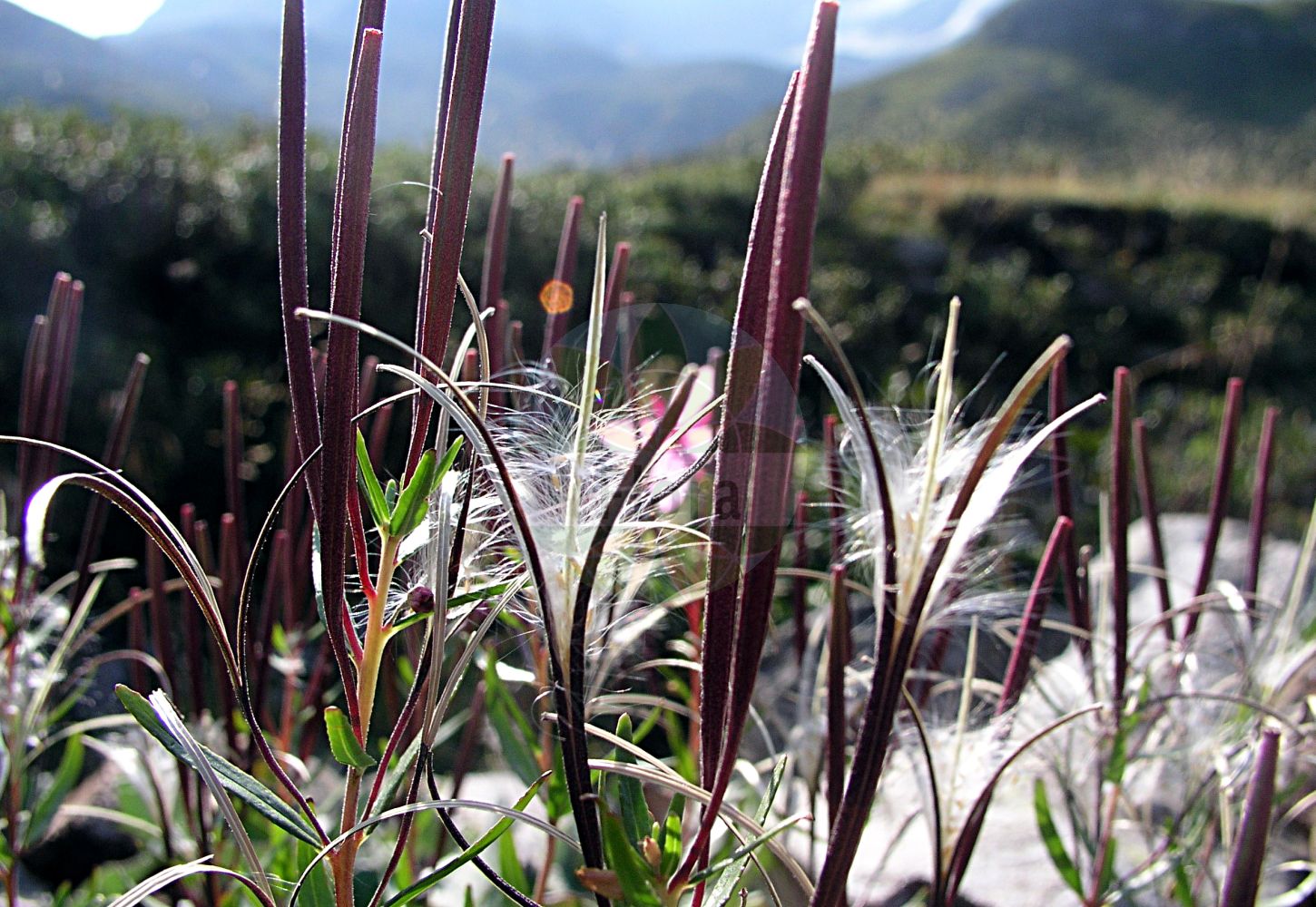 Foto von Epilobium fleischeri (Kies-Weidenröschen - Alpine Fireweed). Das Foto wurde in Dischmatal, Davos, Graubünden, Schweiz, Alpen aufgenommen. ---- Photo of Epilobium fleischeri (Kies-Weidenröschen - Alpine Fireweed). The picture was taken in Dischmatal, Davos, Grisons, Switzerland, Alps.(Epilobium fleischeri,Kies-Weidenröschen,Alpine Fireweed,Chamerion fleischeri,Epilobium fleischeri,Kies-Weidenroeschen,Bergbach-Weidenroeschen,Fleischers Weidenroeschen,Alpine Fireweed,Alpine Willowherb,Epilobium,Weidenröschen,Willowherb,Onagraceae,Nachtkerzengewächse,Evening Primrose family)