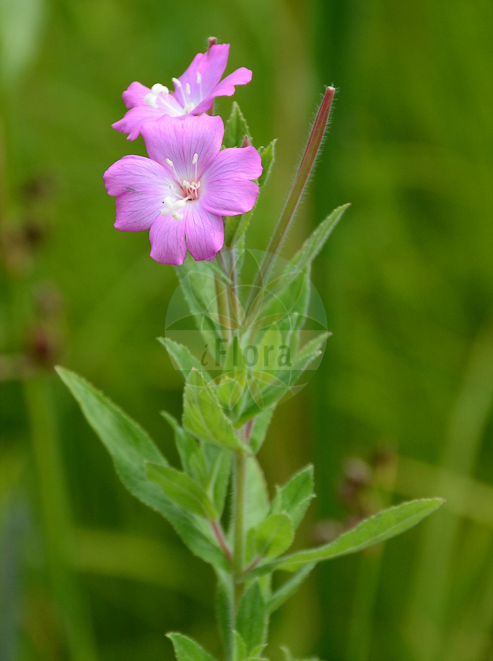 Foto von Epilobium hirsutum (Zottiges Weidenröschen - Great Willowherb). Das Foto wurde in Berlin, Deutschland aufgenommen. ---- Photo of Epilobium hirsutum (Zottiges Weidenröschen - Great Willowherb). The picture was taken in Berlin, Germany.(Epilobium hirsutum,Zottiges Weidenröschen,Great Willowherb,Epilobium hirsutum,Epilobium tomentosum,Zottiges Weidenroeschen,Great Willowherb,Codlins And Cream,Great Hairy Willowherb,Great Willow Weed,Hairy Willowweed,Epilobium,Weidenröschen,Willowherb,Onagraceae,Nachtkerzengewächse,Evening Primrose family)
