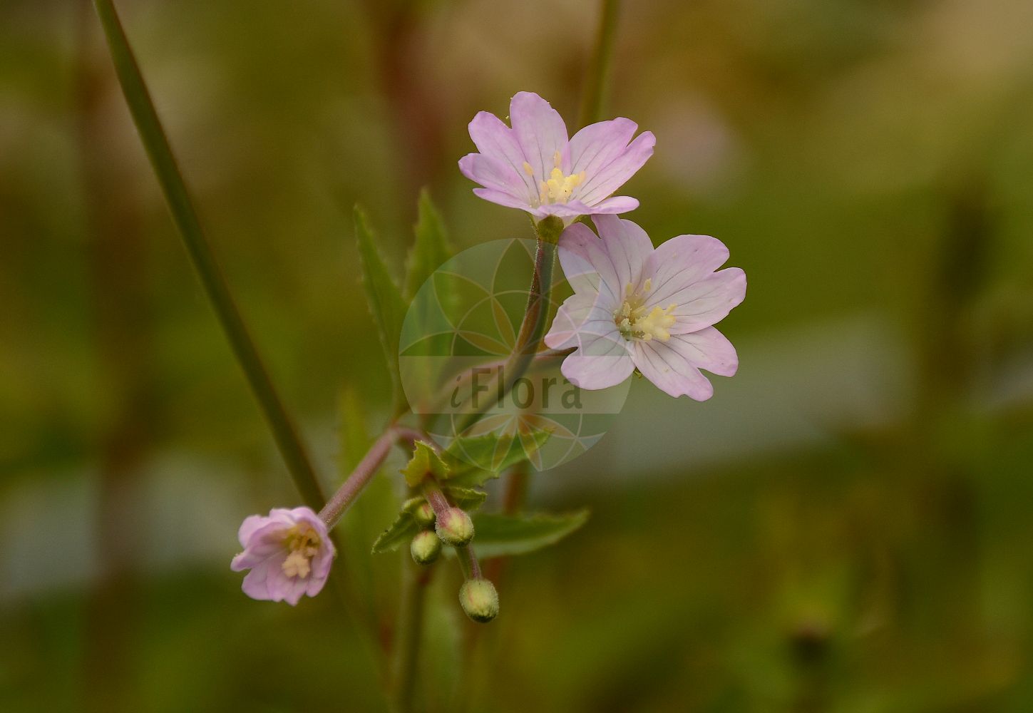 Foto von Epilobium montanum (Berg-Weidenröschen - Broad-leaved Willowherb). Das Foto wurde in Jardin des Plantes, Paris, Frankreich aufgenommen. ---- Photo of Epilobium montanum (Berg-Weidenröschen - Broad-leaved Willowherb). The picture was taken in Jardin des Plantes, Paris, France.(Epilobium montanum,Berg-Weidenröschen,Broad-leaved Willowherb,Epilobium hypericifolium,Epilobium montanum,Berg-Weidenroeschen,Broad-leaved Willowherb,Epilobium,Weidenröschen,Willowherb,Onagraceae,Nachtkerzengewächse,Evening Primrose family)
