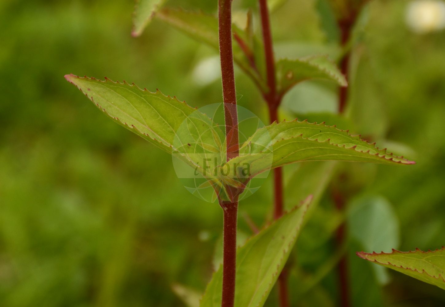 Foto von Epilobium montanum (Berg-Weidenröschen - Broad-leaved Willowherb). Das Foto wurde in Jardin des Plantes, Paris, Frankreich aufgenommen. ---- Photo of Epilobium montanum (Berg-Weidenröschen - Broad-leaved Willowherb). The picture was taken in Jardin des Plantes, Paris, France.(Epilobium montanum,Berg-Weidenröschen,Broad-leaved Willowherb,Epilobium hypericifolium,Epilobium montanum,Berg-Weidenroeschen,Broad-leaved Willowherb,Epilobium,Weidenröschen,Willowherb,Onagraceae,Nachtkerzengewächse,Evening Primrose family)