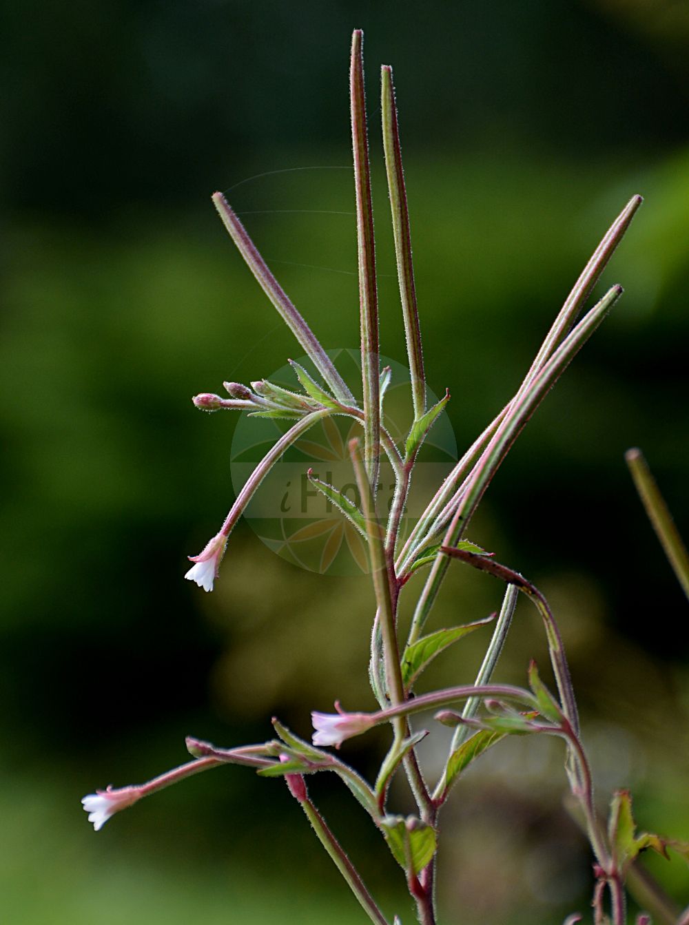 Foto von Epilobium roseum (Rosenrotes Weidenröschen - Pale Willowherb). Das Foto wurde in Dresden, Sachsen, Deutschland aufgenommen. ---- Photo of Epilobium roseum (Rosenrotes Weidenröschen - Pale Willowherb). The picture was taken in Dresden, Sachsen, Germany.(Epilobium roseum,Rosenrotes Weidenröschen,Pale Willowherb,Epilobium roseum,Rosenrotes Weidenroeschen,Blasses Weidenroeschen,Rosabluehendes Weidenroeschen,Weissrosa Weidenroeschen,Pale Willowherb,Small-flowered Willowherb,Epilobium,Weidenröschen,Willowherb,Onagraceae,Nachtkerzengewächse,Evening Primrose family)