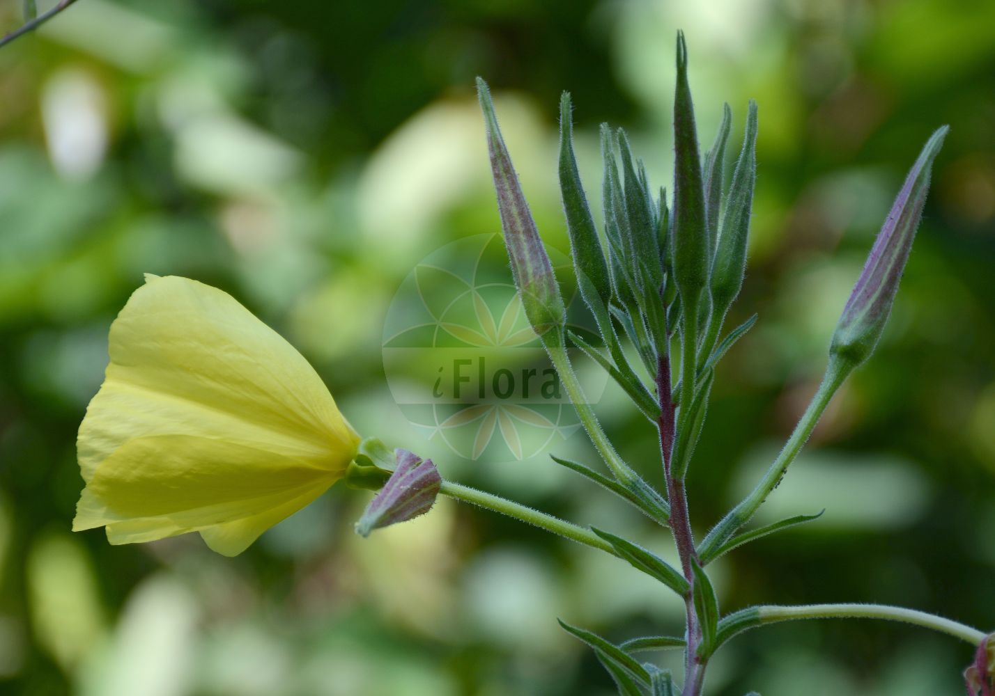 Foto von Oenothera glazioviana (Rotkelchige Nachtkerze - Large-flowered Evening-Primrose). Das Foto wurde in Nürnberg, Bayern, Deutschland aufgenommen. ---- Photo of Oenothera glazioviana (Rotkelchige Nachtkerze - Large-flowered Evening-Primrose). The picture was taken in Nuernberg, Bavaria, Germany.(Oenothera glazioviana,Rotkelchige Nachtkerze,Large-flowered Evening-Primrose,Oenothera erythrosepala,Oenothera glazioviana,Rotkelchige Nachtkerze,Large-flowered Evening-Primrose,Common Evening Primrose,Red-sepal Evening Primrose,Oenothera,Nachtkerze,Evening-primroses,Onagraceae,Nachtkerzengewächse,Evening Primrose family)