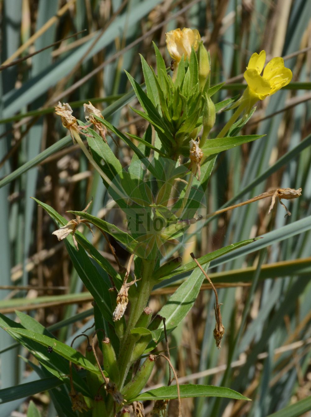 Foto von Oenothera oakesiana (Sand-Nachtkerze). Das Foto wurde in Bremen, Deutschland aufgenommen. ---- Photo of Oenothera oakesiana (Sand-Nachtkerze). The picture was taken in Bremen, Germany.(Oenothera oakesiana,Sand-Nachtkerze,Oenothera oakesiana,Oenothera syrticola,Sand-Nachtkerze,Oenothera,Nachtkerze,Evening-primroses,Onagraceae,Nachtkerzengewächse,Evening Primrose family)