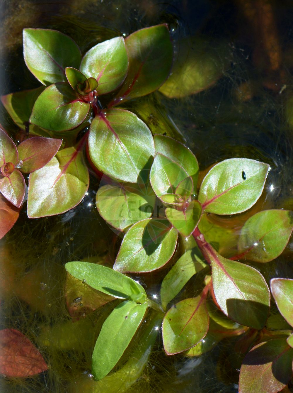 Foto von Ludwigia palustris (Sumpf-Heusenkraut - Hampshire-purslane). Das Foto wurde in Nancy, Grand Est, Frankreich aufgenommen. ---- Photo of Ludwigia palustris (Sumpf-Heusenkraut - Hampshire-purslane). The picture was taken in Nancy, Grand Est, France.(Ludwigia palustris,Sumpf-Heusenkraut,Hampshire-purslane,Isnardia palustris,Ludwigia apetala,Ludwigia palustris,Sumpf-Heusenkraut,Wasserloeffelchen,Hampshire-purslane,Marsh Boxseed,Marsh Seedbox,Marsh Purslane,Water Purslane,Ludwigia,Heusenkraut,Primrose-willow,Onagraceae,Nachtkerzengewächse,Evening Primrose family)
