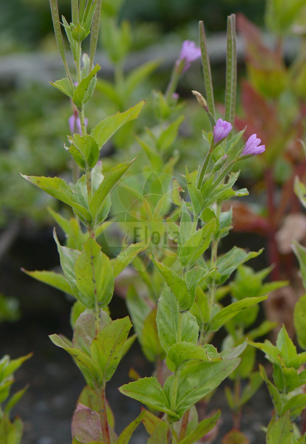 Foto von Epilobium alpestre (Quirlblättriges Weidenröschen - Whorled-leaved Willowherb). Das Foto wurde in Chanousia, Kleiner St. Bernhard, Auvergne-Rhône-Alpes, Frankreich aufgenommen. ---- Photo of Epilobium alpestre (Quirlblättriges Weidenröschen - Whorled-leaved Willowherb). The picture was taken in Chanousia, Little St. Bernhard, Auvergne-Rhône-Alpes, France.(Epilobium alpestre,Quirlblättriges Weidenröschen,Whorled-leaved Willowherb,Epilobium alpestre,Epilobium trigonum,Quirlblaettriges Weidenroeschen,Quirl-Weidenroeschen,Whorled-leaved Willowherb,Epilobium,Weidenröschen,Willowherb,Onagraceae,Nachtkerzengewächse,Evening Primrose family)