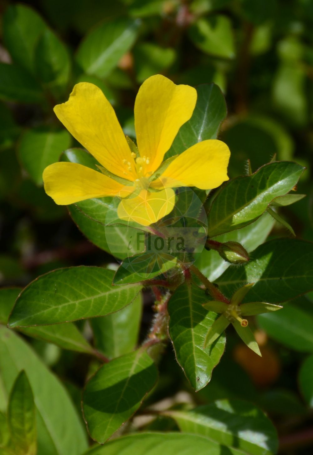 Foto von Ludwigia grandiflora. Das Foto wurde in Dresden, Sachsen, Deutschland aufgenommen. ---- Photo of Ludwigia grandiflora. The picture was taken in Dresden, Sachsen, Germany.(Ludwigia grandiflora,Jussiaea grandiflora,Jussiaea michauxiana,Jussiaea uruguayensis,Ludwigia grandiflora,Ludwigia uruguayensis,Ludwigia,Heusenkraut,Primrose-willow,Onagraceae,Nachtkerzengewächse,Evening Primrose family)