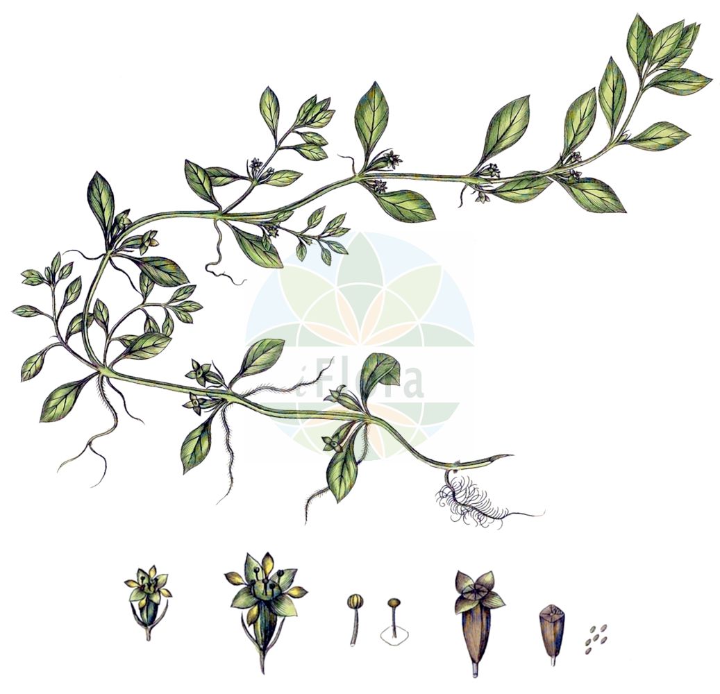 Historische Abbildung von Ludwigia repens. Das Bild zeigt Blatt, Bluete, Frucht und Same. ---- Historical Drawing of Ludwigia repens. The image is showing leaf, flower, fruit and seed.(Ludwigia repens,Ludwigia natans,Ludwigia repens,Ludwigia,Heusenkraut,Primrose-willow,Onagraceae,Nachtkerzengewächse,Evening Primrose family,Blatt,Bluete,Frucht,Same,leaf,flower,fruit,seed,Swartz (1794))