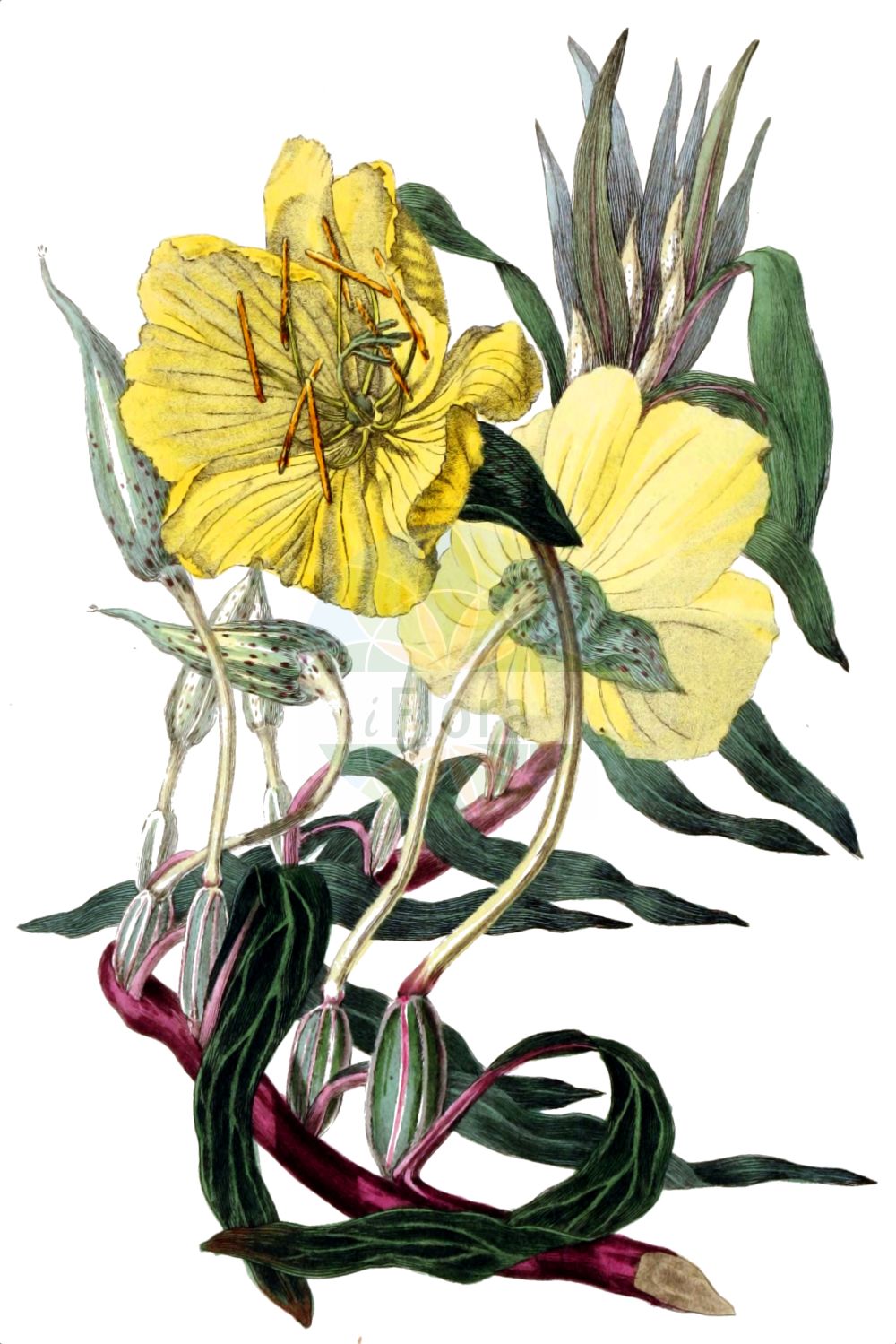 Historische Abbildung von Oenothera missouriensis. Das Bild zeigt Blatt, Bluete, Frucht und Same. ---- Historical Drawing of Oenothera missouriensis. The image is showing leaf, flower, fruit and seed.(Oenothera missouriensis,Megapterium missouriense,Oenothera missouriensis,Oenothera,Nachtkerze,Evening-primroses,Onagraceae,Nachtkerzengewächse,Evening Primrose family,Blatt,Bluete,Frucht,Same,leaf,flower,fruit,seed,Morris & Clarke (1826))