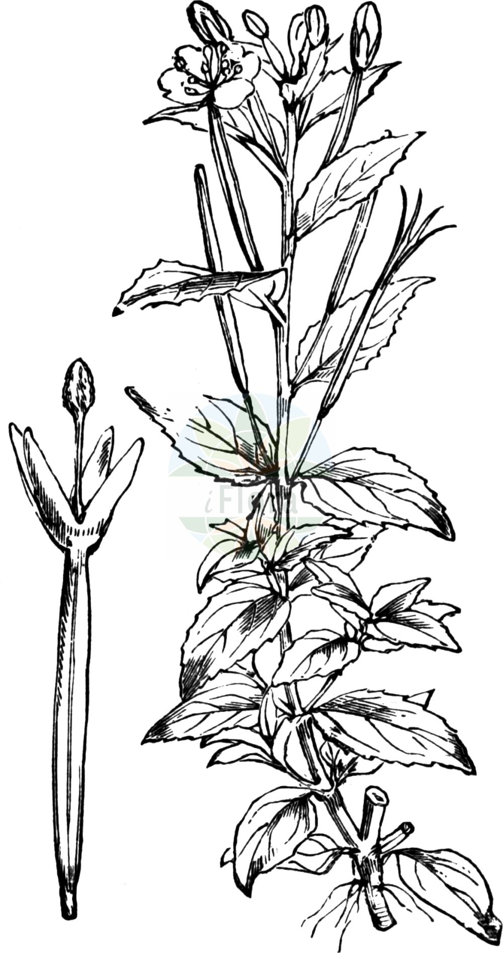 Historische Abbildung von Epilobium alsinifolium (Mierenblättriges Weidenröschen - Chickweed Willowherb). Das Bild zeigt Blatt, Bluete, Frucht und Same. ---- Historical Drawing of Epilobium alsinifolium (Mierenblättriges Weidenröschen - Chickweed Willowherb). The image is showing leaf, flower, fruit and seed.(Epilobium alsinifolium,Mierenblättriges Weidenröschen,Chickweed Willowherb,Epilobium alsinifolium,Epilobium origanifolium,Mierenblaettriges Weidenroeschen,Mieren-Weidenroeschen,Chickweed Willowherb,Epilobium,Weidenröschen,Willowherb,Onagraceae,Nachtkerzengewächse,Evening Primrose family,Blatt,Bluete,Frucht,Same,leaf,flower,fruit,seed,Fitch et al. (1880))