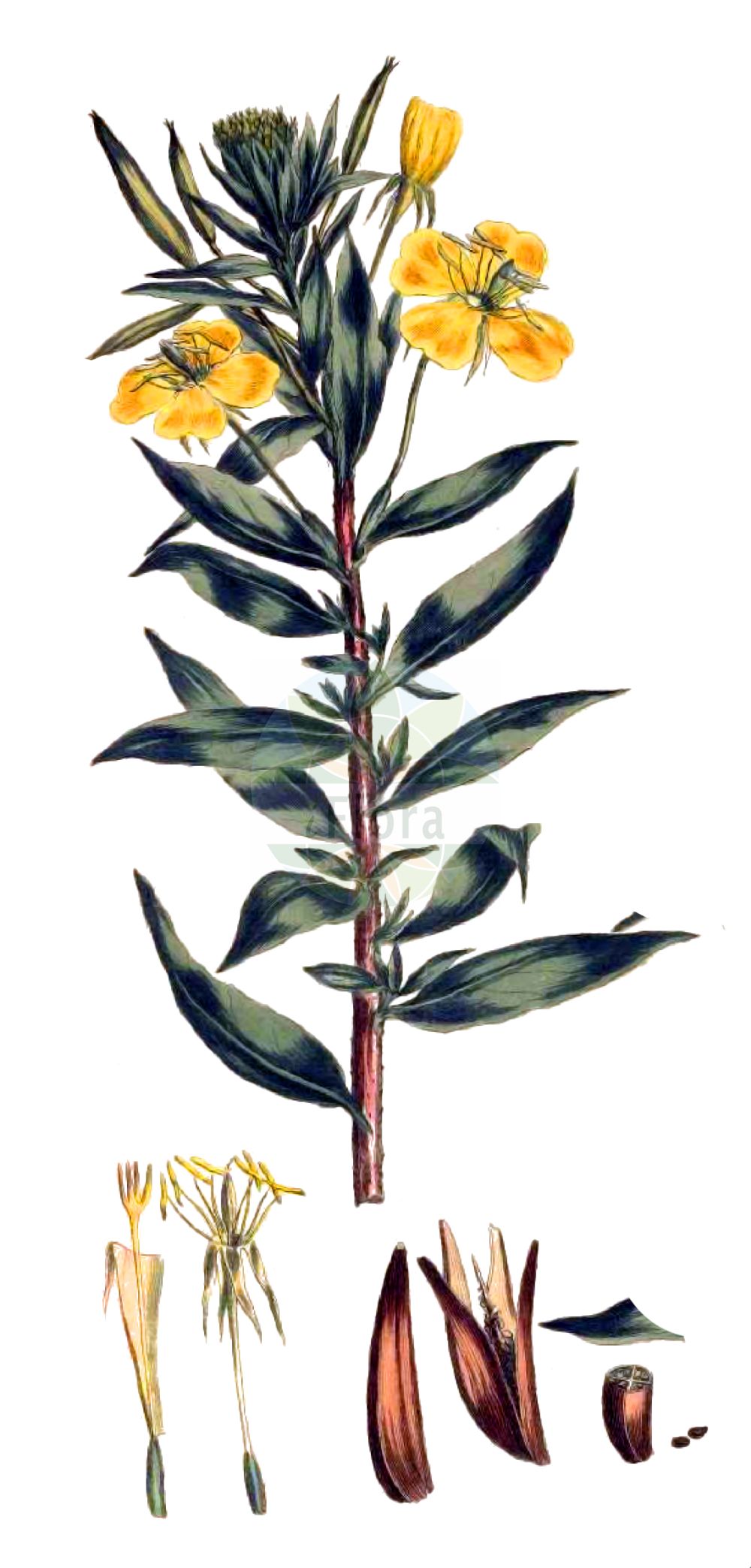 Historische Abbildung von Oenothera parviflora (Kleinblütige Nachtkerze - Small-flowered Evening-Primrose). Das Bild zeigt Blatt, Bluete, Frucht und Same. ---- Historical Drawing of Oenothera parviflora (Kleinblütige Nachtkerze - Small-flowered Evening-Primrose). The image is showing leaf, flower, fruit and seed.(Oenothera parviflora,Kleinblütige Nachtkerze,Small-flowered Evening-Primrose,Oenothera parviflora,Onagra parviflora,Kleinbluetige Nachtkerze,Kleinbluetige Nachtkerze,Small-flowered Evening-Primrose,Oenothera,Nachtkerze,Evening-primroses,Onagraceae,Nachtkerzengewächse,Evening Primrose family,Blatt,Bluete,Frucht,Same,leaf,flower,fruit,seed,Miller (1755-1760))