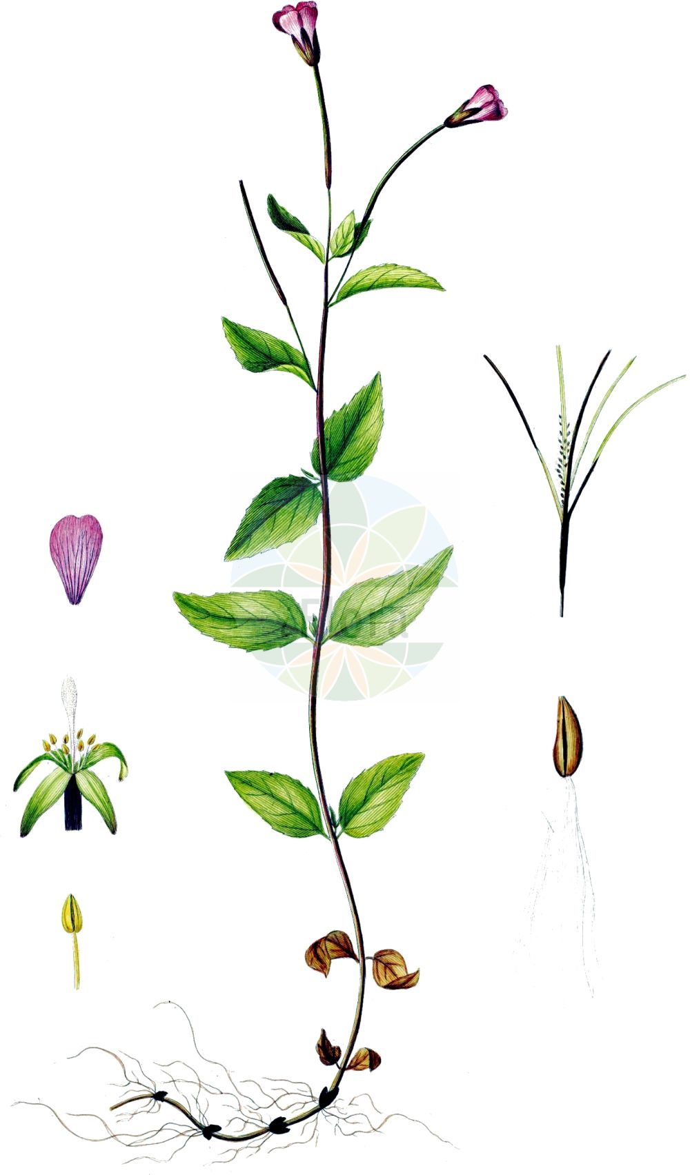 Historische Abbildung von Epilobium alsinifolium (Mierenblättriges Weidenröschen - Chickweed Willowherb). Das Bild zeigt Blatt, Bluete, Frucht und Same. ---- Historical Drawing of Epilobium alsinifolium (Mierenblättriges Weidenröschen - Chickweed Willowherb). The image is showing leaf, flower, fruit and seed.(Epilobium alsinifolium,Mierenblättriges Weidenröschen,Chickweed Willowherb,Epilobium alsinifolium,Epilobium origanifolium,Mierenblaettriges Weidenroeschen,Mieren-Weidenroeschen,Chickweed Willowherb,Epilobium,Weidenröschen,Willowherb,Onagraceae,Nachtkerzengewächse,Evening Primrose family,Blatt,Bluete,Frucht,Same,leaf,flower,fruit,seed,Oeder (1761-1883))