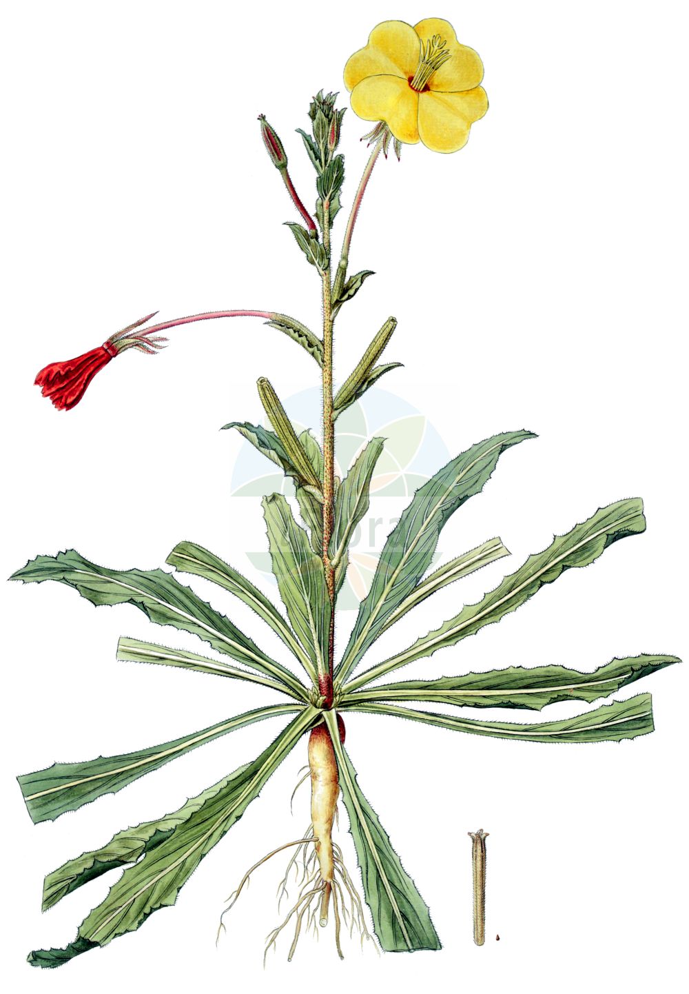 Historische Abbildung von Oenothera longiflora. Das Bild zeigt Blatt, Bluete, Frucht und Same. ---- Historical Drawing of Oenothera longiflora. The image is showing leaf, flower, fruit and seed.(Oenothera longiflora,Oenothera longiflora,Oenothera,Nachtkerze,Evening-primroses,Onagraceae,Nachtkerzengewächse,Evening Primrose family,Blatt,Bluete,Frucht,Same,leaf,flower,fruit,seed,von Jacquin (1770-1776))