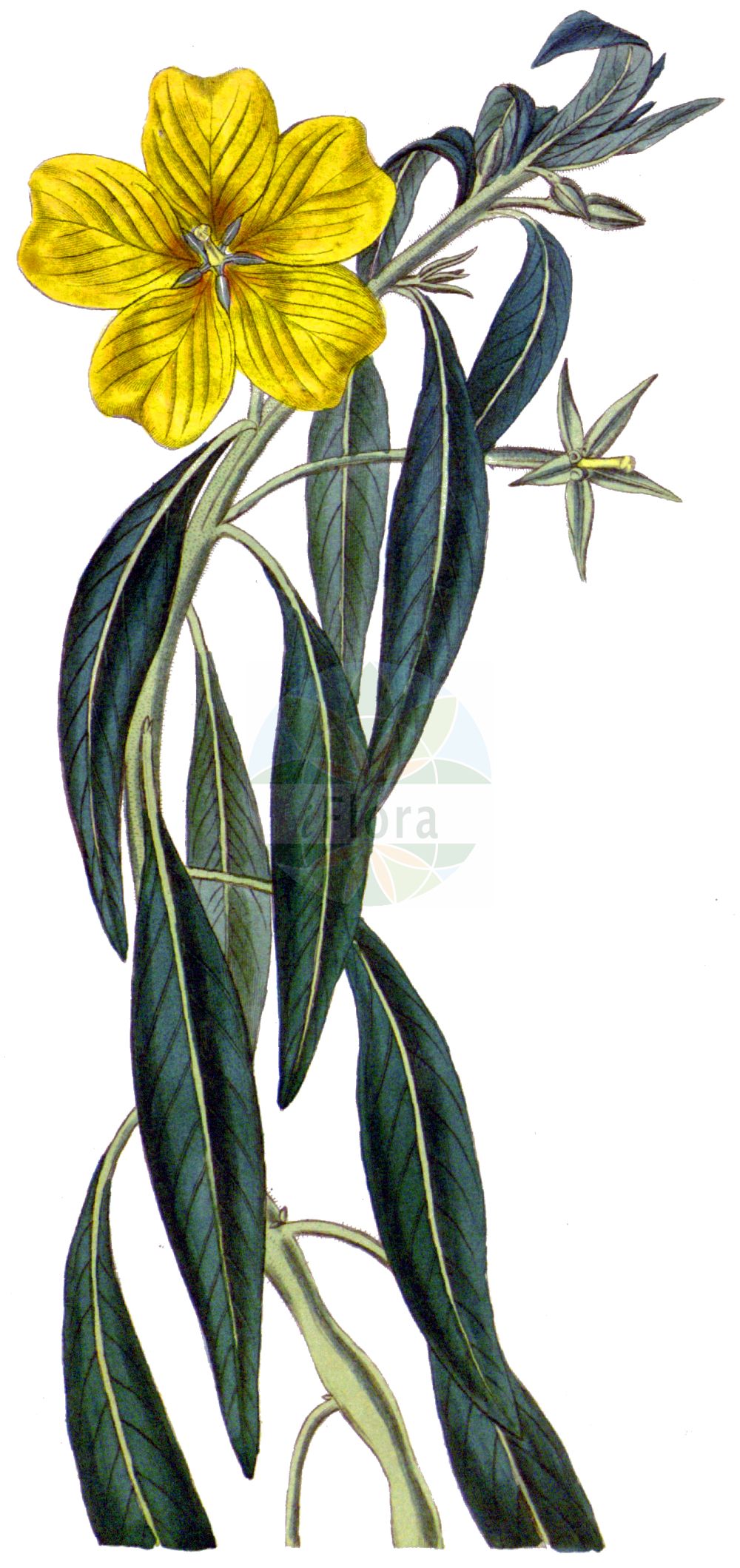 Historische Abbildung von Ludwigia grandiflora. Das Bild zeigt Blatt, Bluete, Frucht und Same. ---- Historical Drawing of Ludwigia grandiflora. The image is showing leaf, flower, fruit and seed.(Ludwigia grandiflora,Jussiaea grandiflora,Jussiaea michauxiana,Jussiaea uruguayensis,Ludwigia grandiflora,Ludwigia uruguayensis,Ludwigia,Heusenkraut,Primrose-willow,Onagraceae,Nachtkerzengewächse,Evening Primrose family,Blatt,Bluete,Frucht,Same,leaf,flower,fruit,seed,Curtis Botanical Magazine (1787f))