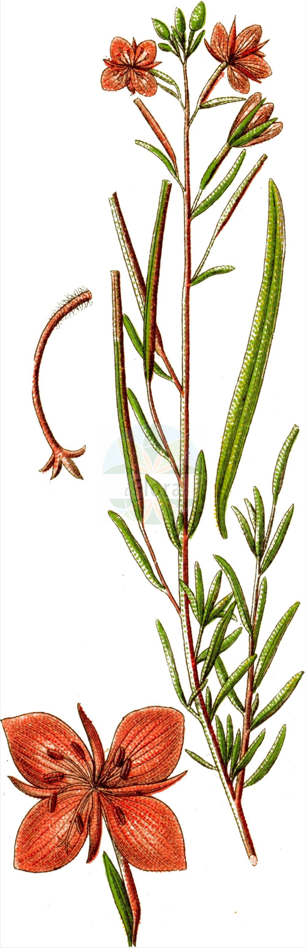 Historische Abbildung von Epilobium dodonaei (Rosmarin-Weidenröschen - Rosemary Willowherb). Das Bild zeigt Blatt, Bluete, Frucht und Same. ---- Historical Drawing of Epilobium dodonaei (Rosmarin-Weidenröschen - Rosemary Willowherb). The image is showing leaf, flower, fruit and seed.(Epilobium dodonaei,Rosmarin-Weidenröschen,Rosemary Willowherb,Chamaenerion angustissimum,Chamaenerion dodonaei,Chamaenerion rosmarinifolium,Chamerion dodonaei,Epilobium angustissimum,Epilobium dodonaei,Epilobium rosmarinifolium,Rosmarin-Weidenroeschen,Dodonaeus-Weidenroeschen,Sand-Weidenroeschen,Rosemary Willowherb,Epilobium,Weidenröschen,Willowherb,Onagraceae,Nachtkerzengewächse,Evening Primrose family,Blatt,Bluete,Frucht,Same,leaf,flower,fruit,seed,Sturm (1796f))