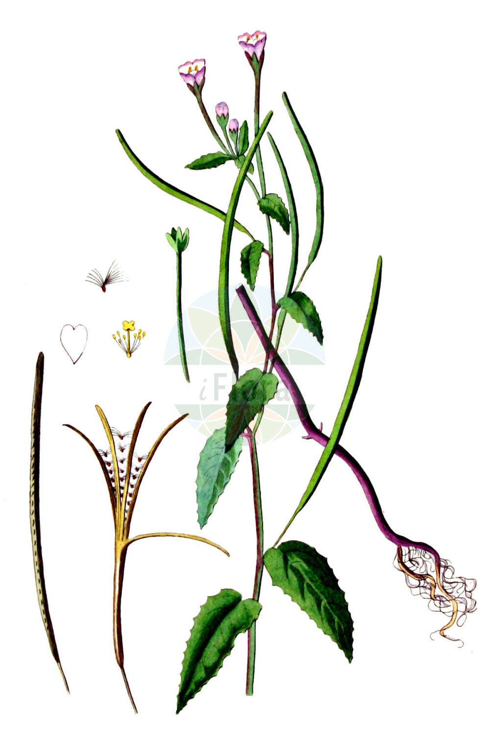 Historische Abbildung von Epilobium montanum (Berg-Weidenröschen - Broad-leaved Willowherb). Das Bild zeigt Blatt, Bluete, Frucht und Same. ---- Historical Drawing of Epilobium montanum (Berg-Weidenröschen - Broad-leaved Willowherb). The image is showing leaf, flower, fruit and seed.(Epilobium montanum,Berg-Weidenröschen,Broad-leaved Willowherb,Epilobium hypericifolium,Epilobium montanum,Berg-Weidenroeschen,Broad-leaved Willowherb,Epilobium,Weidenröschen,Willowherb,Onagraceae,Nachtkerzengewächse,Evening Primrose family,Blatt,Bluete,Frucht,Same,leaf,flower,fruit,seed,Kops (1800-1934))