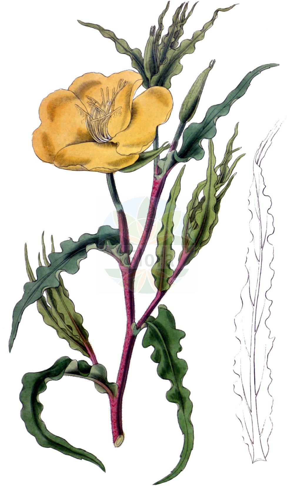 Historische Abbildung von Oenothera odorata. Das Bild zeigt Blatt, Bluete, Frucht und Same. ---- Historical Drawing of Oenothera odorata. The image is showing leaf, flower, fruit and seed.(Oenothera odorata,Oenothera odorata,Oenothera,Nachtkerze,Evening-primroses,Onagraceae,Nachtkerzengewächse,Evening Primrose family,Blatt,Bluete,Frucht,Same,leaf,flower,fruit,seed,Hooker (1823-1827))