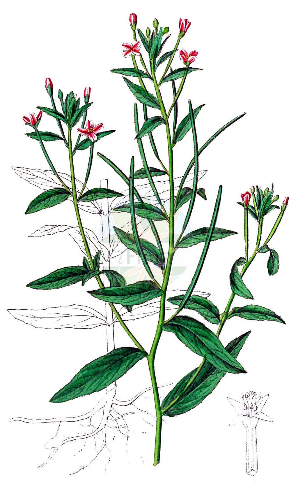 Historische Abbildung von Epilobium parviflorum (Kleinblütiges Weidenröschen - Hoary Willowherb). Das Bild zeigt Blatt, Bluete, Frucht und Same. ---- Historical Drawing of Epilobium parviflorum (Kleinblütiges Weidenröschen - Hoary Willowherb). The image is showing leaf, flower, fruit and seed.(Epilobium parviflorum,Kleinblütiges Weidenröschen,Hoary Willowherb,Epilobium menthoides,Epilobium numidicum,Epilobium parviflorum,Epilobium umbrosum,Kleinbluetiges Weidenroeschen,Bach-Weidenroeschen,Flaum-Weidenroeschen,Hoary Willowherb,Downy Willowherb,Smallflower Hairy Willowherb,Small-flowered Hairy Willowherb,Epilobium,Weidenröschen,Willowherb,Onagraceae,Nachtkerzengewächse,Evening Primrose family,Blatt,Bluete,Frucht,Same,leaf,flower,fruit,seed,Dietrich (1833-1844))