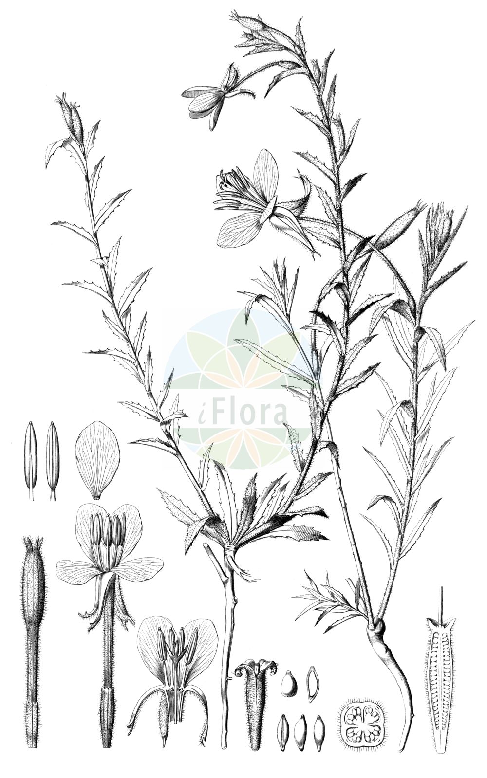 Historische Abbildung von Oenothera stricta (Fragrant Evening-primrose). Das Bild zeigt Blatt, Bluete, Frucht und Same. ---- Historical Drawing of Oenothera stricta (Fragrant Evening-primrose). The image is showing leaf, flower, fruit and seed.(Oenothera stricta,Fragrant Evening-primrose,Oenothera stricta,Oenothera,Nachtkerze,Evening-primroses,Onagraceae,Nachtkerzengewächse,Evening Primrose family,Blatt,Bluete,Frucht,Same,leaf,flower,fruit,seed,von Martius et al. (1840-1904))