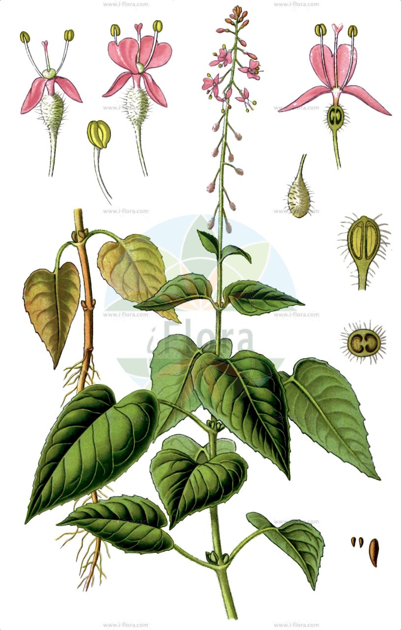 Circaea lutetiana - Onagraceae,Plantae,Pteridobiotina,Angiosperms,Myrtales,Onagraceae,Circaea,Circaea lutetiana,Carlostephania major, Carlo-stephania major, Circaea lutetiana f. albiflora, Circaea lutetiana f. aprica, Circaea lutetiana f. brevipes, Circaea lutetiana f. carneostyla, Circaea lutetiana f. cordifolia, Circaea lutetiana f. glaberrima, Circaea lutetiana f. hirsuta, Circaea lutetiana f. hirtopetiolata, Circaea lutetiana f. longipetiolata, Circaea lutetiana f. mediterranea, Circaea lutetiana f. ovatifolia, Circaea lutetiana f. pseudocordata, Circaea lutetiana f. rubriflora, Circaea lutetiana f. truncata, Circaea lutetiana f. umbrosa, Circaea lutetiana subsp. mediterranea, Circaea lutetiana var. atrosanguinea, Circaea lutetiana var. brevipes, Circaea lutetiana var. cordifolia, Circaea lutetiana var. decipiens, Circaea lutetiana var. erythrocalyx, Circaea lutetiana var. glaberrima, Circaea lutetiana var. glabra, Circaea lutetiana var. hirsuta, Circaea lutetiana var. longipes, Circaea lutetiana var. lutetiana, Circaea lutetiana var. obscura, Circaea lutetiana var. ovatifolia, Circaea lutetiana var. villosa, Circaea major, Circaea nemoralis, Circaea ovatifolia, Circaea pubescens, Circaea racemosa, Circaea racemosa var. lutetiana, Circaea vulgaris, Regmus lutetianus,Großes Hexenkraut;Gewöhnliches Hexenkraut;Gewöhnliches Wald-Hexenkraut;Wald-Hexenkraut;Vierfurchen-Wald-Hexenkraut;enchanter's-nightshade;broadleaf enchanter's nightshade;Circée commune;Herbe des sorcières;circée de Paris;herbe aux sorciers;circée des Parisiens;enchanteresse;herbe aux sorcières;herbe de Saint-Etienne;sorcière;tierce;hierba de la bruja;hierba de los encantos;hierba de San Simón;Erba maga comune;erba-maga comune;groot hexenkruid;erva-das-feticeiras;erva-de-santo-estêvão;двулепестник парижский;цирцея парижский;kankurutan;circea comuna;obična bahornica;stor häxört;dunet steffensurt;czartawa pospolita;veliki nadlišček;erdei varázslófű;čarovník pařížský;tilişcă;čarovník lesklý;čarovník obyčajný;цирцея звичайна;парижка чаровница;pori-nõiakold;lielā raganzālīte;stortrollurt;isovelholehti;бахорица;didžioji dantenė