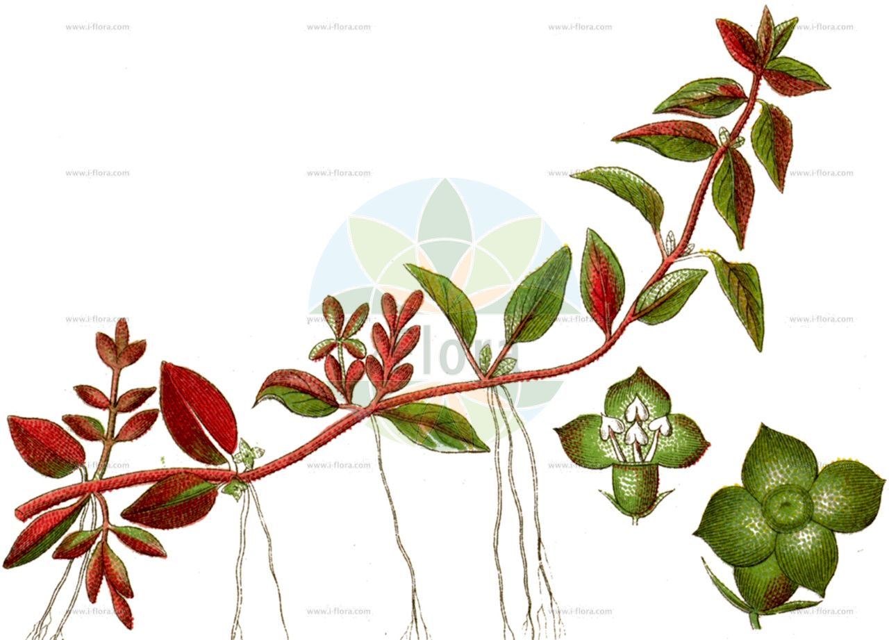 Ludwigia palustris - Onagraceae,Plantae,Pteridobiotina,Angiosperms,Myrtales,Onagraceae,Ludwigia,Ludwigia palustris,Dantia palustris, Isnardia ascendens, Isnardia nitida, Isnardia palustris, Isnardia palustris var. americana, Jussiaea isnardia, Ludwigia palustris var. americana, Ludwigia palustris var. inundata, Ludwigia palustris var. liebmannii, Ludwigia palustris var. nana, Ludwigia palustris var. pacifica, Ludwigia palustris var. palustris, Quadricosta palustris, Tiphogeton palustre,Sumpf-Heusenkraut;Heusenkraut;Wasserlöffelchen;hampshire-purslane;marsh boxseed;marsh purslane;water purslane;marsh seedbox;Ludwigie des marais;ludwigia des marais;isnarde des marais;isnardie des marais;Porracchia dei fossi;waterlepeltje;людвигия болотная;sutoynakotu;ludvigie;močvarna mekčina;ludwigia;ludwigia błotna;płytek błotny;močvirska ludvigija;mocsári tóalma;tóalma;zakucelka bahenní;ludvigia močiarna;людвігія болотна;блатна лудвигия;лудвигия;meded habbitzot;מֶדֶד הַבִּצּוֹת