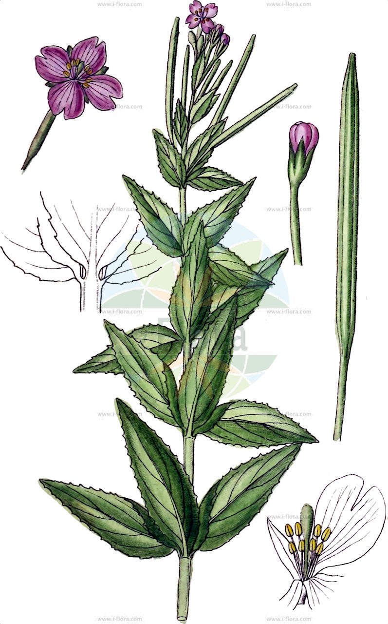 Epilobium alpestre - Onagraceae,Plantae,Pteridobiotina,Angiosperms,Myrtales,Onagraceae,Epilobium,Epilobium alpestre,Epilobium montanum var. alpestre, Epilobium roseum, Epilobium trigonum,Quirlblättriges Weidenröschen;Quirl-Weidenröschen;Voralpen-Weidenröschen;whorled-leaved willowherb;Epilobe alpestre;épilobe à trois angles;épilobe alpestre;Garofanino trifogliato;çayıryakıotu;epilobi alpestre;pretplaninska vrbolika;wierzbownica okółkowa;predalpski vrbovec;vvka alpská;vŕbovka alpská;зніт альпійський