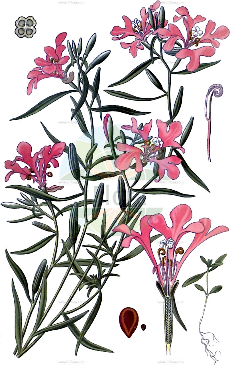 Clarkia pulchella - Onagraceae,Plantae,Pteridobiotina,Angiosperms,Myrtales,Onagraceae,Clarkia,Clarkia pulchella,Clarkia elegans, Oenothera pulchella,Großblütige Clarkie;Virginia-tabak;schoone clarkia;schone clarkia;fjärilsclarkia;dwierotka nadobna;klarkia nadobna;marszawa nadobna;lokanka sličná;klarkia pekná;klaseklarkia;sirosilkkikukka