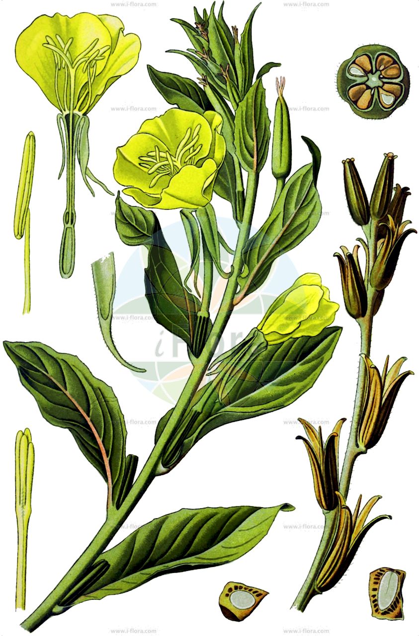Oenothera biennis - Onagraceae,Plantae,Pteridobiotina,Angiosperms,Myrtales,Onagraceae,Oenothera,Oenothera biennis,Brunyera biennis, Oenothera biennis f. biennis, Oenothera biennis f. grandiflora, Oenothera biennis f. muricata, Oenothera biennis subf. latifolia, Oenothera biennis subsp. caeciarum, Oenothera biennis subsp. centralis, Oenothera biennis subsp. chicaginensis, Oenothera biennis subsp. suaveolens, Oenothera biennis var. angustifolia, Oenothera biennis var. biennis, Oenothera biennis var. cantabrigiana, Oenothera biennis var. grandiflora, Oenothera biennis var. leptomeres, Oenothera biennis var. muricata, Oenothera biennis var. pycnocarpa, Oenothera biennis var. rubricaulis, Oenothera biennis var. sulphurea, Oenothera brevispicata, Oenothera cambrica, Oenothera cambrica var. impunctata, Oenothera carinthiaca, Oenothera casimiri, Oenothera chicaginensis, Oenothera chicaginensis var. bartlettii, Oenothera chicaginensis var. minutiflora, Oenothera chicaginensis var. parviflora, Oenothera chicagoensis, Oenothera communis f. canescens, Oenothera compacta, Oenothera ersteinensis, Oenothera flaemingina, Oenothera furca, Oenothera gaurodes var. brevicapsula, Oenothera gauroides, Oenothera glabra, Oenothera grandiflora var. tracyi, Oenothera grandifolia, Oenothera inconspecta, Oenothera indivisa, Oenothera jueterbogensis var. macrosperma, Oenothera latipetala, Oenothera macrosperma, Oenothera marinellae, Oenothera media, Oenothera mediomarchica, Oenothera muricata, Oenothera muricata var. latifolia, Oenothera muricata var. rhodoneura, Oenothera muricata var. rubricaulis, Oenothera nissensis, Oenothera nissensis var. fiedleri, Oenothera novae-scotiae var. serratifolia, Oenothera numismatica, Oenothera obscurifolia, Oenothera octolineata, Oenothera paradoxa, Oenothera paralamarckiana, Oenothera parviflora var. muricata, Oenothera pedemontana, Oenothera pellegrinii, Oenothera pratincola var. numismatica, Oenothera purpurata, Oenothera pycnocarpa, Oenothera pycnocarpa var. cleistogama, Oenothera pycnocarpa var. parviflora, Oenothera pyramidiflora, Oenothera renneri, Oenothera royfraseri, Oenothera rubiennis, Oenothera rubricaulis, Oenothera rubricaulis var. dentifolia, Oenothera rubricaulis var. longistylis, Oenothera rubricauloides, Oenothera sabulosa, Oenothera sackvillensis, Oenothera sackvillensis var. albiviridis, Oenothera sackvillensis var. royfraseri, Oenothera salicastrum, Oenothera sesitensis, Oenothera shulliana, Oenothera stenomeres, Oenothera stucchii, Oenothera suaveolens, Oenothera suaveolens var. latipetala, Oenothera tacikii, Oenothera tracyi, Oenothera victorinii, Oenothera victorinii var. intermedia, Oenothera victorinii var. parviflora, Oenothera victorinii var. undulata, Oenothera wratislaviensis, Onagra biennis, Onagra biennis var. grandiflora, Onagra chrysantha, Onagra chrysantha var. latifolia, Onagra europaea, Onagra media, Onagra muricata, Onagra vulgaris, Onosuris acuminata,Zweijährige Nachtkerze;Großsamige Nachtkerze;Dichtfrüchtige Nachtkerze;Royfrasers Nachtkerze;Rotstänglige Nachtkerze;Duftende Nachtkerze;Victorins Nachtkerze;Gewöhnliche Nachtkerze;Ersteiner Nachtkerze;Chicagoer Nachtkerze;Wohlriechende Nachtkerze;Unscheinbare Nachtkerze;Seltsame Nachtkerze;Gewöhnliche Zweijährige Nachtkerze;Stucchis Nachtkerze;Fläming-Nachtkerze;Langgrifflige Nachtkerze;Pyramiden Nachtkerze;Kleinblütige Nachtkerze;Duftende Nachtkerze;Sand-Nachtkerze;Syrten-Nachtkerze;common evening-primrose;small-flowered evening-primrose;victorin's evening-primrose;Herbe aux ânes;Onagre à fruits nombreux;Onagre de Stucchi;Onagre bisannuelle;oenothère biénnale;onagre odorante;hierba del asno;hierba del vino;onagra;enotera;Enagra comune;Enagra di Chicago;Enagra di Stucchi;enagra;enagra con frutti allungati;enagra commune;vertakte paardestaart;gewoone teunisbloem;gewone teunisbloem;middelste teunisbloem;zecorias;canarias;canárias;zecôrias;erva-dos-burros;onagra;zécora;двухлетняя энотера;энотера красностебельная;ослинник душистьй;двулетний ослинник;окрасностебельный;энотера душистая;энотера двухлетняя;ослинник мягкоколючий;ослинник двулетный;ослинник щетинистый;энотера короткоиглая;ослинник красностебельный;ezançiçeği;enoterë;yll i mbrëmjes;enotera groga;dvogodišnja pupoljka;nattljus;engelskt nattljus;pricknattljus;toårig natlys;wiesiołek dwuletni;wiesiołek dziwny;wiesiołek czerwonołodygowy;wiesiołek pachnący;メマツヨイグサ;oni-matsu-yoi-gusa;アレチマツヨイグサ;オニマツヨイグサ;arechimatsuyoigusa;mematsuyoigusa;me-matsu-yoi-gusa;dvoletni svetlin;parlagi ligetszépe;vörösszárú ligetszépe;Illatos ligetszépe;pupalka dvouletá;pupalka červenostonká;luminiță;pupalka dvojročná;pupalka červenostonková;енотера дворічна;енотера червоностеблова;енотера запашна;вечерна иглика;вечерна роза;върболика;лапулка;нахткерце;нощна свещ;свещица;kaheaastane kuningakepp;punavarreline kuningakepp;divgadīgā naktssvece;sārtstumbra naktssvece;vanlig nattlys;vortennattlys;iltahelokki;täplähelokki;жути ноћурак;dvimetė nakviša;raudonstiebė nakviša;οινόθηρα