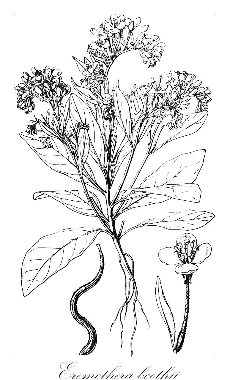 Eremothera boothii - Onagraceae,Plantae,Pteridobiotina,Angiosperms,Myrtales,Onagraceae,Eremothera,Eremothera boothii,Camissonia boothii, Oenothera boothii, Oenothera gauraeflora var. vermiculata, Sphaerostigma boothii, Sphaerostigma lemmonii, Sphaerostigma senex