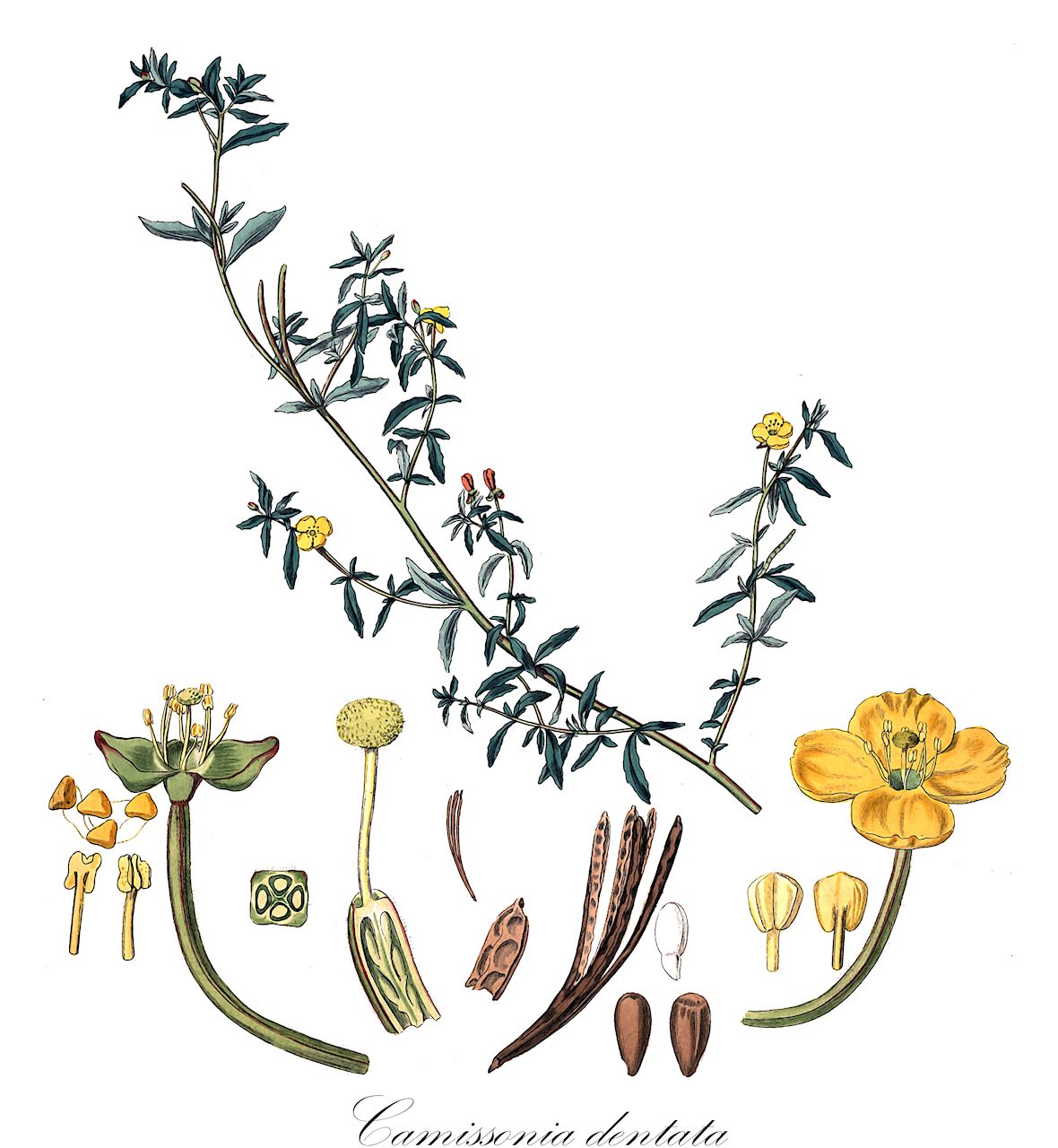 Camissonia dentata - Onagraceae,Plantae,Pteridobiotina,Angiosperms,Myrtales,Onagraceae,Camissonia,Camissonia dentata,Camissonia acuminata, Camissonia dentata subsp. dentata, Camissonia dentata var. dentata, Camissonia dentata var. flava, Camissonia flava, Camissonia paradoxa var. divaricata, Camissonia tenuifolia, Camissonia tenuifolia var. divaricatum, Holostigma argutum, Holostigma minutiflorum, Holostigma tenuifolium, Holostigma virgatum, Oenothera chamissonis, Oenothera chilensis, Oenothera chilensis, Oenothera contorta var. divaricata, Oenothera dentata, Oenothera micrantha var. acuminata, Oenothera minutiflora, Oenothera stenophylla, Onosuris chamissonis, Sphaerostigma acuminatum, Sphaerostigma chamissonis, Sphaerostigma dentatum, Sphaerostigma heterophyllum, Sphaerostigma minutiflorum, Sphaerostigma ramosissimum, Sphaerostigma tenuifolium
