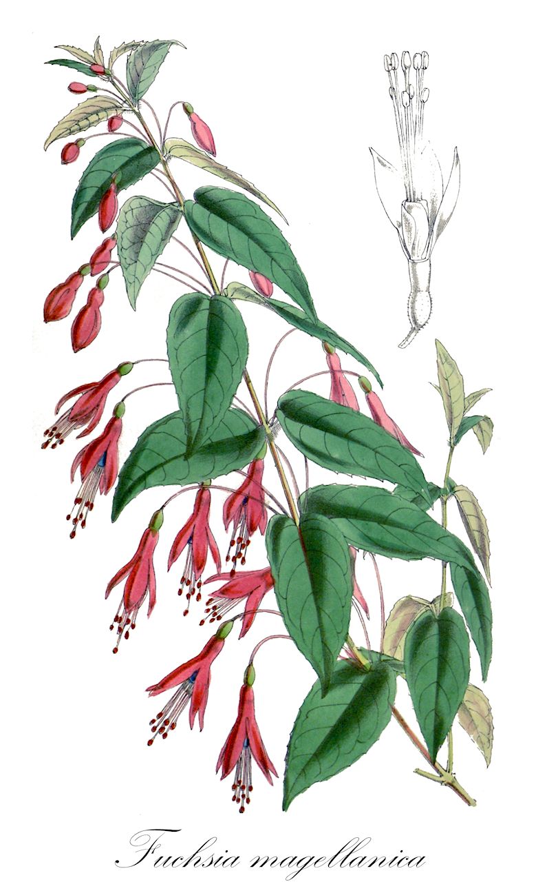 Fuchsia magellanica - Onagraceae,Plantae,Pteridobiotina,Angiosperms,Myrtales,Onagraceae,Fuchsia,Fuchsia magellanica,Dorvalla eucharis, Fuchsia araucana, Fuchsia chonotica, Fuchsia coccinea var. chonotica, Fuchsia coccinea var. macrostema, Fuchsia coccinea var. macrostemma, Fuchsia coccinea var. robustior, Fuchsia conica, Fuchsia decussata, Fuchsia discolor, Fuchsia globosa, Fuchsia gracilis, Fuchsia gracilis var. macrostema, Fuchsia gracilis var. multiflora, Fuchsia gracilis var. tenella, Fuchsia macrostema var. conica, Fuchsia macrostema var. globosa, Fuchsia macrostema var. gracilis, Fuchsia macrostema var. tenella, Fuchsia macrostemma, Fuchsia macrostemma var. grandiflora, Fuchsia macrostemma var. parviflora, Fuchsia macrostemma var. recurvata, Fuchsia magellanica var. alba, Fuchsia magellanica var. conica, Fuchsia magellanica var. discolor, Fuchsia magellanica var. eburnea, Fuchsia magellanica var. globosa, Fuchsia magellanica var. gracilis, Fuchsia magellanica var. macrostema, Fuchsia magellanica var. magellanica, Fuchsia magellanica var. molinae, Fuchsia magellanica var. riccartonii, Fuchsia multiflora, Fuchsia myrtifolia, Fuchsia pumila, Fuchsia pumila, Fuchsia recurvata, Fuchsia riccartoni, Fuchsia tenella, Fuchsia thompsonii, Fuchsia virgata, Thilcum tinctorium,Scharlach-Fuchsie;Scharlachrote Fuchsie;fuchsia;fuchsia commun;chilco;fucsia;melindres;palo blanco;pendientes de la reina;fucsia comune;lulevath;scharlakansfuchsia;hækfuchsia;фуксия
