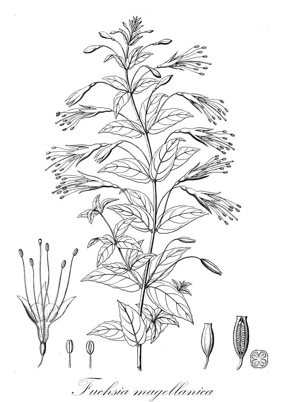 Fuchsia magellanica - Onagraceae,Plantae,Pteridobiotina,Angiosperms,Myrtales,Onagraceae,Fuchsia,Fuchsia magellanica,Dorvalla eucharis, Fuchsia araucana, Fuchsia chonotica, Fuchsia coccinea var. chonotica, Fuchsia coccinea var. macrostema, Fuchsia coccinea var. macrostemma, Fuchsia coccinea var. robustior, Fuchsia conica, Fuchsia decussata, Fuchsia discolor, Fuchsia globosa, Fuchsia gracilis, Fuchsia gracilis var. macrostema, Fuchsia gracilis var. multiflora, Fuchsia gracilis var. tenella, Fuchsia macrostema var. conica, Fuchsia macrostema var. globosa, Fuchsia macrostema var. gracilis, Fuchsia macrostema var. tenella, Fuchsia macrostemma, Fuchsia macrostemma var. grandiflora, Fuchsia macrostemma var. parviflora, Fuchsia macrostemma var. recurvata, Fuchsia magellanica var. alba, Fuchsia magellanica var. conica, Fuchsia magellanica var. discolor, Fuchsia magellanica var. eburnea, Fuchsia magellanica var. globosa, Fuchsia magellanica var. gracilis, Fuchsia magellanica var. macrostema, Fuchsia magellanica var. magellanica, Fuchsia magellanica var. molinae, Fuchsia magellanica var. riccartonii, Fuchsia multiflora, Fuchsia myrtifolia, Fuchsia pumila, Fuchsia pumila, Fuchsia recurvata, Fuchsia riccartoni, Fuchsia tenella, Fuchsia thompsonii, Fuchsia virgata, Thilcum tinctorium,Scharlach-Fuchsie;Scharlachrote Fuchsie;fuchsia;fuchsia commun;chilco;fucsia;melindres;palo blanco;pendientes de la reina;fucsia comune;lulevath;scharlakansfuchsia;hækfuchsia;фуксия