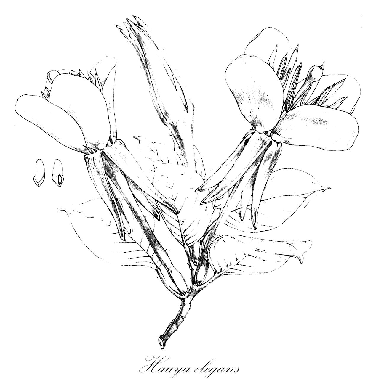 Hauya elegans - Onagraceae,Plantae,Pteridobiotina,Angiosperms,Myrtales,Onagraceae,Hauya,Hauya elegans