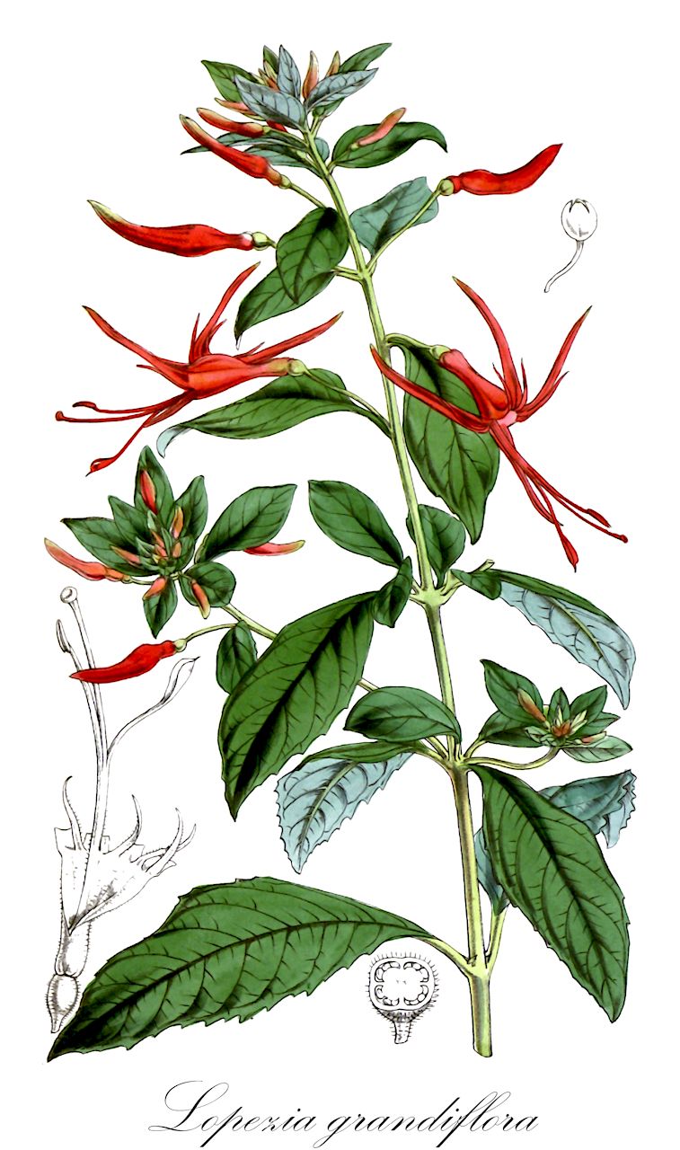 Lopezia grandiflora - Onagraceae,Plantae,Pteridobiotina,Angiosperms,Myrtales,Onagraceae,Lopezia,Lopezia grandiflora