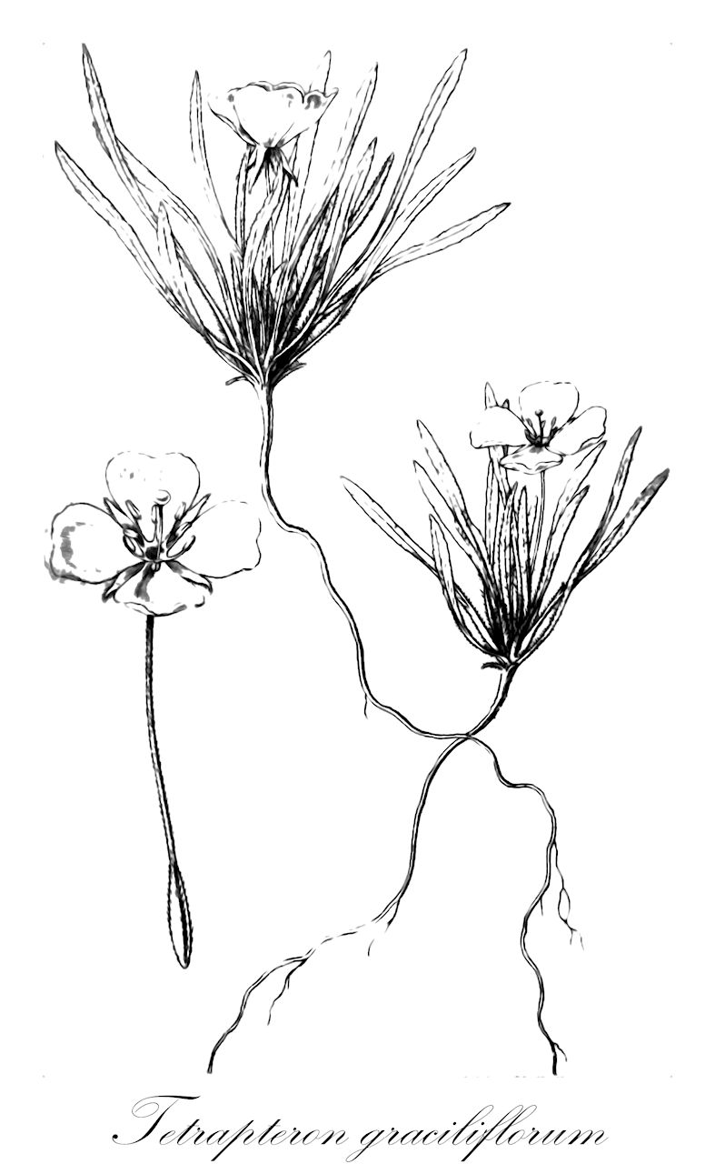Tetrapteron graciliflorum - Onagraceae,Plantae,Pteridobiotina,Angiosperms,Myrtales,Onagraceae,Tetrapteron,Tetrapteron graciliflorum,Camissonia graciliflora, Oenothera graciliflora, Taraxia graciliflora