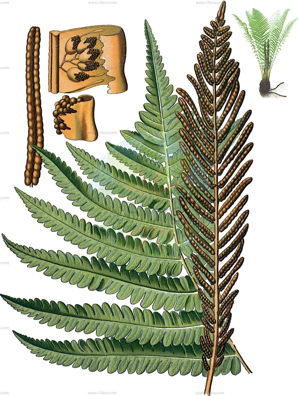 Onoclea struthiopteris - Onocleaceae,Plantae,Pteridobiotina,Polypodiophyta,Polypodiopsida,Polypodiidae,Polypodiales,Onocleaceae,Onoclea,Onoclea struthiopteris,Matteuccia nodulosa, Matteuccia struthiopteris, Matteuccia struthiopteris subsp. sinuata, Matteuccia struthiopteris var. acutiloba, Onoclea nodulosa, Osmunda struthiopteris, Pteretis struthiopteris, Pterinodes struthiopteris, Struthiopteris cordi, Struthiopteris europaea, Struthiopteris filicastrum, Struthiopteris germanica, Struthiopteris heterophylla, Struthiopteris struthiopteris,Straußfarn;Straußenfarn;Gemeiner Straußfarn;ostrich fern;matteuccia fougère-à-l'autruche;fougère-à-l'autruche;Fougère autruche;matteuccia;matteuccie;struthioptéris d'Allemagne;Felce penna di struzzo;matteuccia;struisvaren;веламкуч;разнолистник;страусник обыкновенный;страусовое перо;страусопёр германский;чёрный папоротник;saheğreltisi;smeđa stela;strutbräken;strudsvinge;pióropusznik strusi;kusa-sotetsu;クサソテツ;navadna peruša;struccpáfrány;pérovník pštrosí;perovník pštrosí;страусове перо звичайне;harilik laanesõnajalg;parastā strauspaparde;strutseving;kotkansiipi;paupinis jonpapartis;jiá guǒ jué;荚果蕨