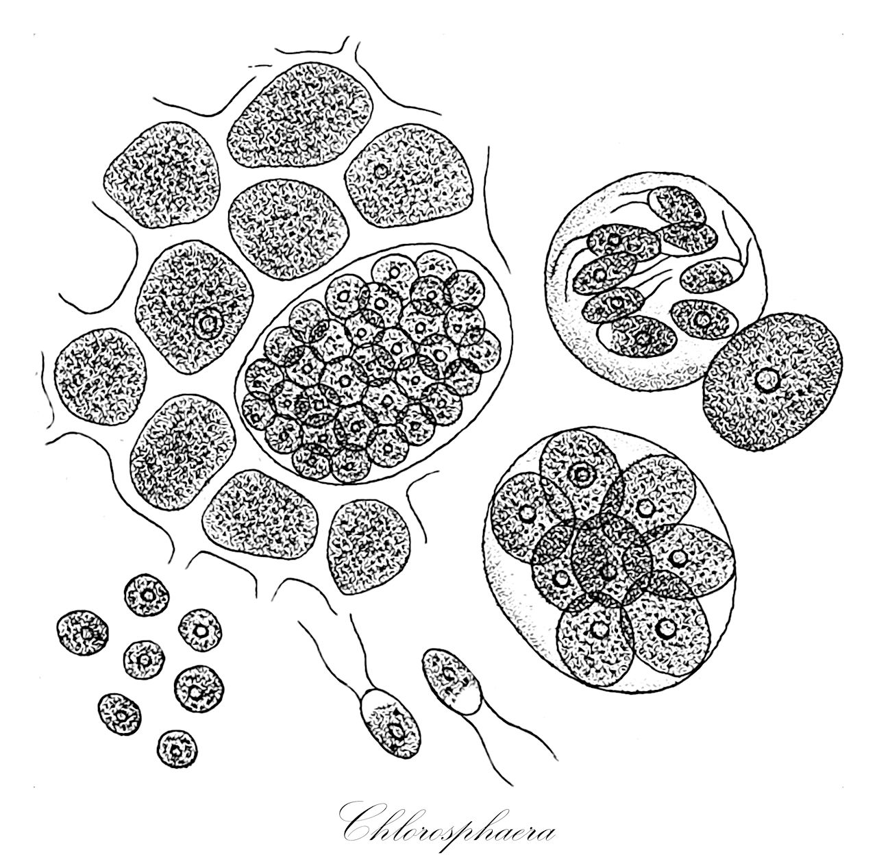 Chlorosphaera - Chlorophyta,Biota,Plantae,Chlorophyta,Chlorophytina,Trebouxiophyceae,Chlorellales,Oocystaceae,Chlorosphaera