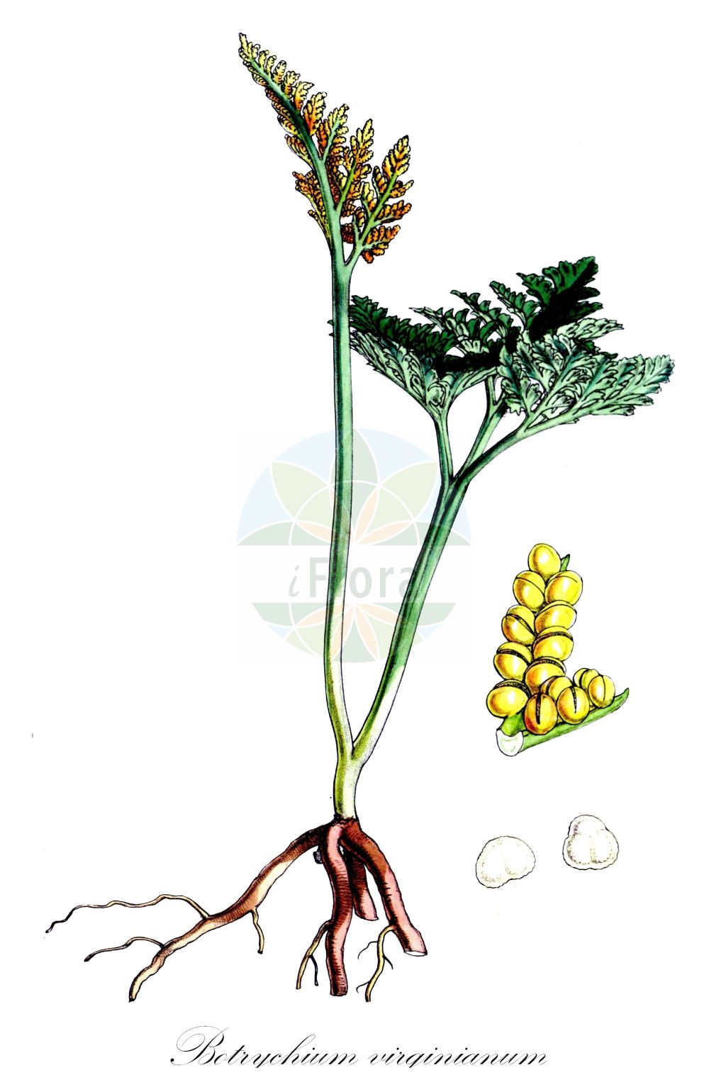 Botrychium virginianum - Ophioglossaceae,Plantae,Pteridobiotina,Polypodiophyta,Polypodiopsida,Ophioglossidae,Ophioglossales,Ophioglossaceae,Botrychioideae,Botrychium,Botrychium virginianum,Botrychium virginianum f. virginianum, Botrychium virginianum var. virginianum, Botrypus virginianus, Botrypus virginianus subsp. europaeus, Japanobotrychium virginianum, Osmunda virginiana, Osmundopteris virginiana,Virginische Mondraute;Virginischer Rautenfarn;Europäischer Rautenfarn;rattlesnake fern;common grapefern;botryche de virginie;virginian moonwort;Botryche de Virginie;Botrichio virginiano;гроздовник виргинский;stor låsbräken;stor månerude;virginsk månerude;podejżrzon wirginijski;natsu-no-hana-warabi;ナツノハナワラビ;virginijska mladomesečina;virginiai holdruta;гронянка віргінська;virgiina võtmehein;Virdžīnijas ķekarpaparde;stormarinøkkel;lehtonoidanlukko;virgininis varpenis;jué qí;蕨萁