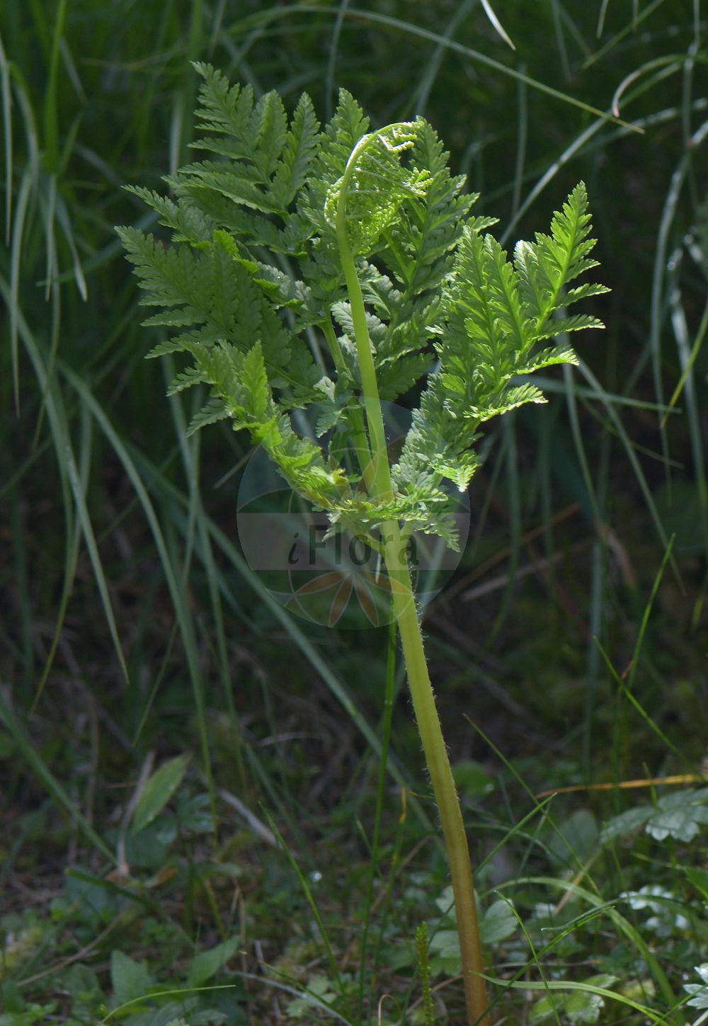 Botrychium virginianum - Ophioglossaceae,Plantae,Pteridobiotina,Polypodiophyta,Polypodiopsida,Ophioglossidae,Ophioglossales,Ophioglossaceae,Botrychioideae,Botrychium,Botrychium virginianum,Botrychium virginianum f. virginianum, Botrychium virginianum var. virginianum, Botrypus virginianus, Botrypus virginianus subsp. europaeus, Japanobotrychium virginianum, Osmunda virginiana, Osmundopteris virginiana,Virginische Mondraute;Virginischer Rautenfarn;Europäischer Rautenfarn;rattlesnake fern;common grapefern;botryche de virginie;virginian moonwort;Botryche de Virginie;Botrichio virginiano;гроздовник виргинский;stor låsbräken;stor månerude;virginsk månerude;podejżrzon wirginijski;natsu-no-hana-warabi;ナツノハナワラビ;virginijska mladomesečina;virginiai holdruta;гронянка віргінська;virgiina võtmehein;Virdžīnijas ķekarpaparde;stormarinøkkel;lehtonoidanlukko;virgininis varpenis;jué qí;蕨萁