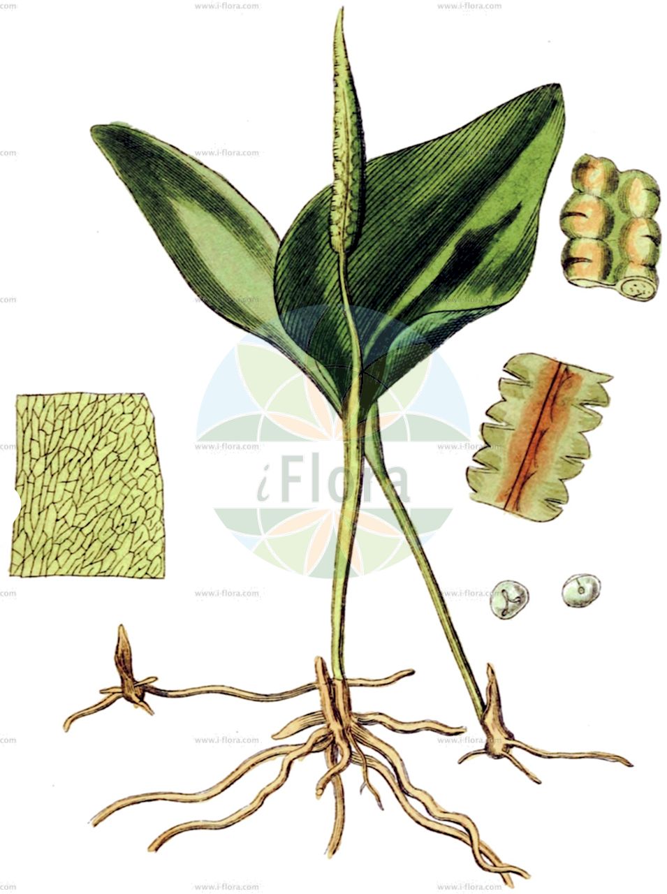 Ophioglossum vulgatum - Ophioglossaceae,Plantae,Pteridobiotina,Polypodiophyta,Polypodiopsida,Ophioglossidae,Ophioglossales,Ophioglossaceae,Ophioglossoideae,Ophioglossum,Ophioglossum vulgatum,Gewöhnliche Natternzunge;Natternzunge;Gemeine Natterzunge;adder's-tongue;southern adder's-tongue;herbe sans couture;common adder's tongue;southern adderstongue;Langue de serpent;Ophioglosse commun;langue de serpent commune;ophioglosse vulgaire;ophioglosse commune;herbe aux cent miracles;herbe sans coutures;langue de chien;lanague de vipère;lengua de serpiente;lengua serpentina;lanza de Cristo;Ofioglosso comune;lingua serpentina;gewoone addertong;gewone addertong;língua-de-cobra-maior;língua-de-serpente;ужовник обыкновенный;parlak dilotu;bar nëngjuhe;nëngjuha;llança de Crist;llengua de serp;ormtunga;almindelig slangetunge;nasiężrzał pospolity;hiroha-hana-yasubi;ヒロハハナヤスビ;navadni kačji jezik;kígyónyelv;hadí jazyk obecný;jazyk hadí;limba șarpelui;hadi jazyk obyčajný;hadivka obyčajná;вужачка звичайна;обикновен змийски език;змийска папрат;harilik maokeel;parastā čūskmēlīte;ormetunge;käämeenkieli;змијски језик;vienalapė drižlielė;píng;píngěr xiǎo cǎo;瓶尔小草