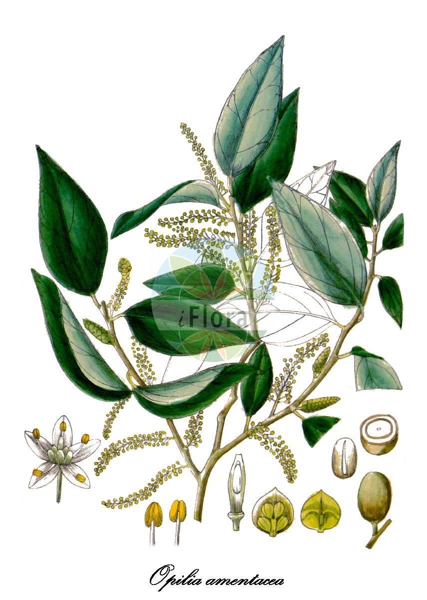 Opilia amentacea - Opiliaceae,Plantae,Pteridobiotina,Angiosperms,Santalales,Opiliaceae,Opilia,Opilia amentacea,Groutia celtidifolia, Opilia amentacea var. tomentella, Opilia angiensis, Opilia celtidifolia, Opilia celtidifolia var. sphaerocarpa, Opilia celtidifolia var. tomentella, Opilia fragrans, Opilia javanica, Opilia pentitdis, Opilia ruwenzoriensis, Opilia senegalensis, Opilia thorelii, Opilia tomentella, Pentitdis scandens, Tetanosia olacioides