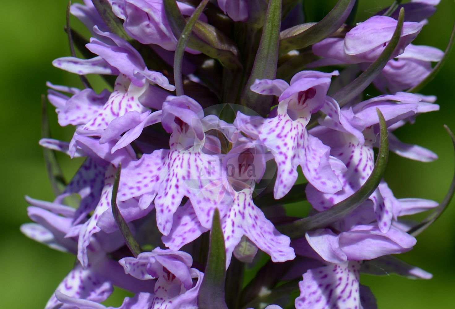 Dactylorhiza majalis - Orchidaceae,Plantae,Pteridobiotina,Angiosperms,Asparagales,Orchidaceae,Dactylorhiza,Dactylorhiza majalis,Dactylorchis majalis, Dactylorchis majalis var. immaculata, Dactylorhiza comosa subsp. majalis, Dactylorhiza latifolia, Orchis latifolia subsp. majalis, Orchis latifolia var. immaculata, Orchis latifolia var. majalis, Orchis latifolia var. majalis, Orchis majalis, Orchis majalis f. brevicalcarata, Orchis majalis f. immaculata, Orchis majalis f. laxa, Orchis majalis f. linguata, Orchis majalis f. magnicalcarata,Breitblättrige Fingerwurz;Breitblättriges Knabenkraut;Baltisches Knabenkraut;Purpur-Kuckucksblume;Gewöhnliches Breitblättriges Knabenkraut;Purpurrotes Knabenkraut;Herzblättriges Knabenkraut;Kurzblättriges Knabenkraut;Alpen-Kuckucksblume;Breitblättrige Kuckucksblume;Kurzblättrige Kuckucksblume;western marsh-orchid;narrow-leaved marsh-orchid;broad-leaved marsh orchid;irish marsh orchid;Orchis à feuilles larges;orchis à larges feuilles;dactylorhiza de mai;orchis alpestre;orchis de mai;orchis du Dauphiné;palma christi;Orchide a foglie larghe;sconcordia;brede orchis;breedbladige orchis;meiorchis;пальчатокоренник майский;пальчатокоренник широколистный;salep gjethegjërë;orquis magenc;širokolisni kaćun;majnycklar;Maj-gøgeurt;kukułka szerokolistna;stoplamek szerokolistny;storczyk szerokolistny;majska prstasta kukavica;széleslevelű ujjaskosbor;prstnatec májový;vstavač májový;prstovka širokolistná;vstavačovec májový pravý;toukokämmekkä;каћунак;plačialapė gegūnė