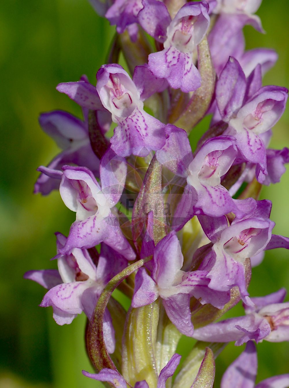 Anacamptis coriophora - Orchidaceae,Plantae,Pteridobiotina,Angiosperms,Asparagales,Orchidaceae,Anacamptis,Anacamptis coriophora,Anacamptis coriophora f. alba, Anacamptis coriophora f. virescens, Anacamptis coriophora subsp. carpetana, Anacamptis coriophora subsp. fragrans, Anacamptis coriophora subsp. martrinii, Anacamptis coriophora subsp. nervulosa, Anacamptis coriophora subsp. nervulosa, Anacamptis coriophora var. carpetana, Anacamptis coriophora var. martrinii, Anacamptis fragrans, Anteriorchis coriophora, Anteriorchis coriophora subsp. fragrans, Anteriorchis coriophora subsp. martrinii, Anteriorchis coriophora var. carpetana, Anteriorchis coriophora var. martrinii, Anteriorchis fragrans, Anteriorchis fragrans f. apricorum, Herorchis coriophora, Herorchis coriophora subsp. fragrans, Herorchis coriophora subsp. martrinii, Orchidactyla carpetana, Orchis carpetana, Orchis cassidea, Orchis cimicina, Orchis coreosmus, Orchis coriophora, Orchis coriophora f. alba, Orchis coriophora f. borosiana, Orchis coriophora f. nana, Orchis coriophora f. virescens, Orchis coriophora prol. fragrans, Orchis coriophora prol. martrinii, Orchis coriophora subsp. apricorum, Orchis coriophora subsp. carpetana, Orchis coriophora subsp. carpetana, Orchis coriophora subsp. carpetana, Orchis coriophora subsp. cimicina, Orchis coriophora subsp. cimicina, Orchis coriophora subsp. cimicina, Orchis coriophora subsp. fragrans, Orchis coriophora subsp. martrinii, Orchis coriophora subsp. nervulosa, Orchis coriophora var. carpetana, Orchis coriophora var. cassidea, Orchis coriophora var. cibiniensis, Orchis coriophora var. cimicina, Orchis coriophora var. cimicina, Orchis coriophora var. czeremossica, Orchis coriophora var. dolichoceras, Orchis coriophora var. elongata, Orchis coriophora var. fragrans, Orchis coriophora var. genuina, Orchis coriophora var. inodora, Orchis coriophora var. latifolia, Orchis coriophora var. lusciniarum, Orchis coriophora var. major, Orchis coriophora var. martrinii, Orchis coriophora var. nervulosa, Orchis coriophora var. odorata, Orchis coriophora var. polliniana, Orchis coriophora var. sennenii, Orchis coriophora var. subsancta, Orchis coriophora var. symphypetala, Orchis fragrans, Orchis fragrans f. cassidea, Orchis fragrans f. grandiflora, Orchis fragrans var. apricorum, Orchis fragrans var. elongata, Orchis fragrans var. polliniana, Orchis martrinii, Orchis nervulosa, Orchis polliniana,Wanzen-Knabenkraut;bug orchid;Orchis punaise;orchis de Martrin-Donos;orchis fétide;orchis parfumé;olor de chinches;Orchide cimicina;cimiciattola;wantsenorchis;welriekende wantsenorchis;salepeira;erva-do-salepo;erva-perceveja;ятрышник клопоносный;ятрышник пахучий;pirinç çiçeği;salep;salep i lëkurë;abellara olorosa;kožasti kaćun;storczyk cuchnący;dišeča kukavica;steničja kukavica;poloskaszagú kosbor;vstavač štěničný;orhidee;ploșnițoasă;červenohlav ploštičný;cstavač blši;зозулинець блощичний;зозулинець жилкуватий;зозулинець запашний;дървеницов салеп;мирисави каћун;смрдљиви каћунак;sachlav reichani;סַחְלָב רֵיחָנִי